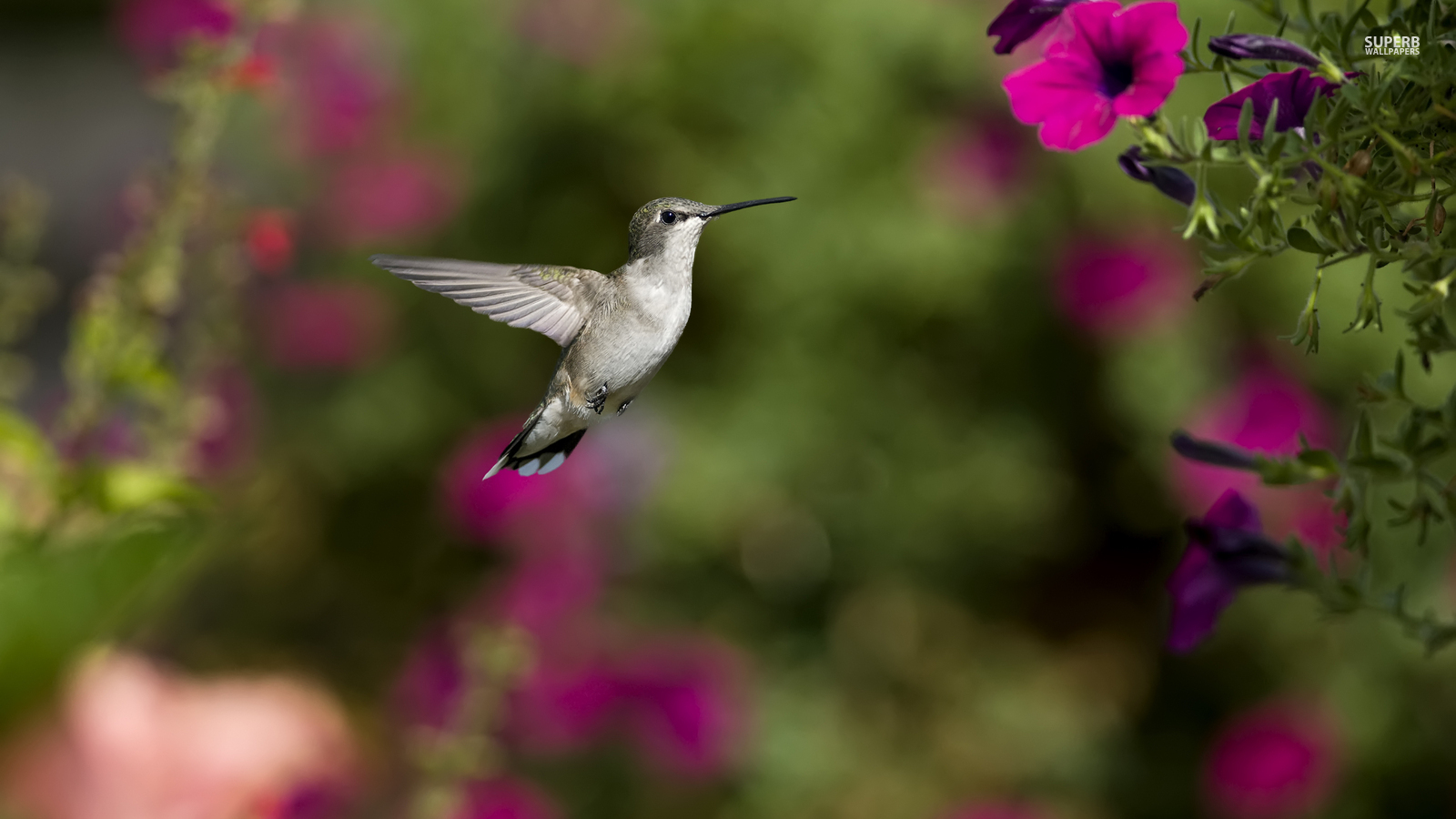 Hummingbird - Colibri Fondo De Pantalla - HD Wallpaper 