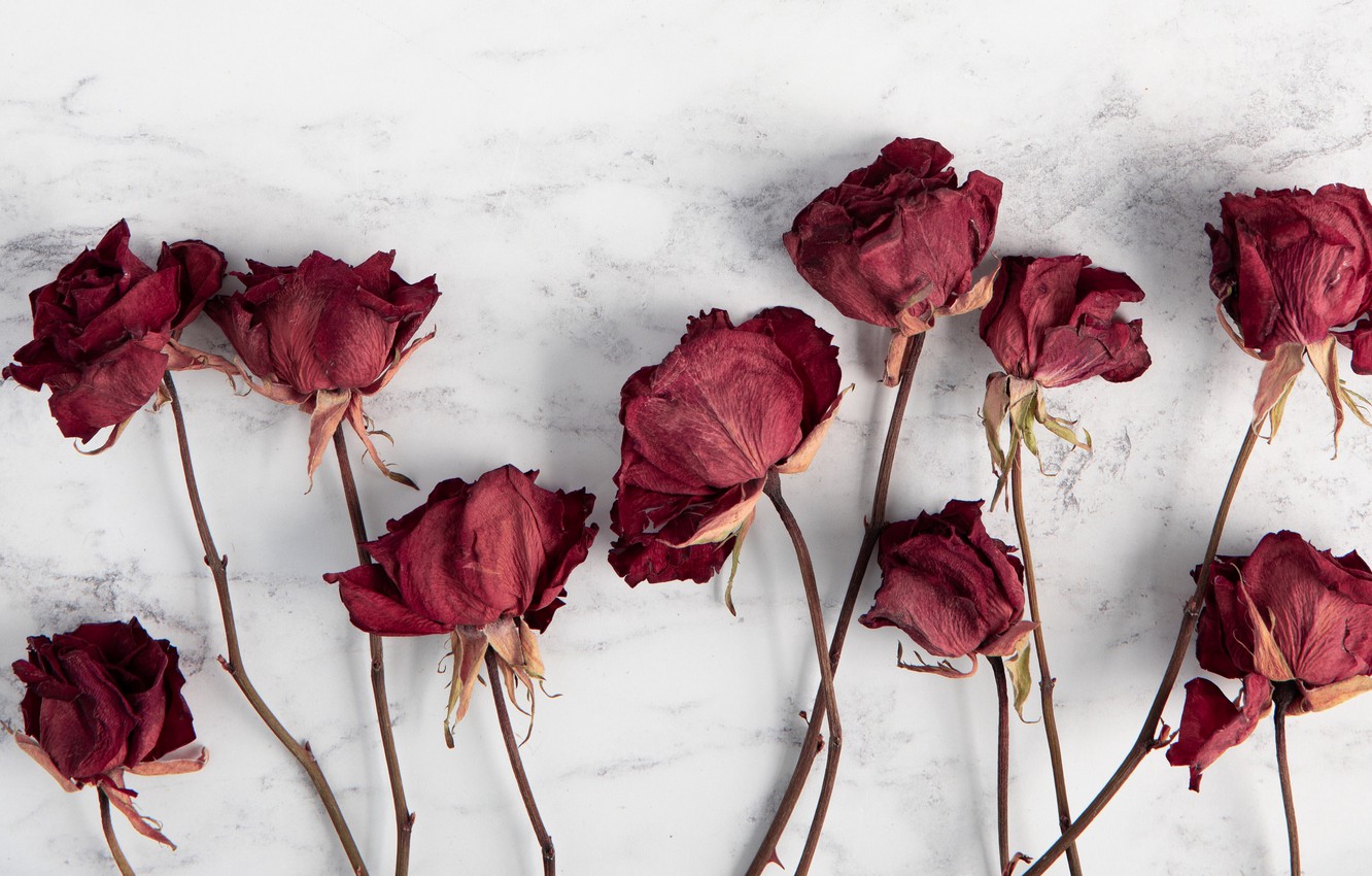 Photo Wallpaper Wallpaper, Red, Flowers, Blur, Roses, - Flower Red Wallpaper Background - HD Wallpaper 