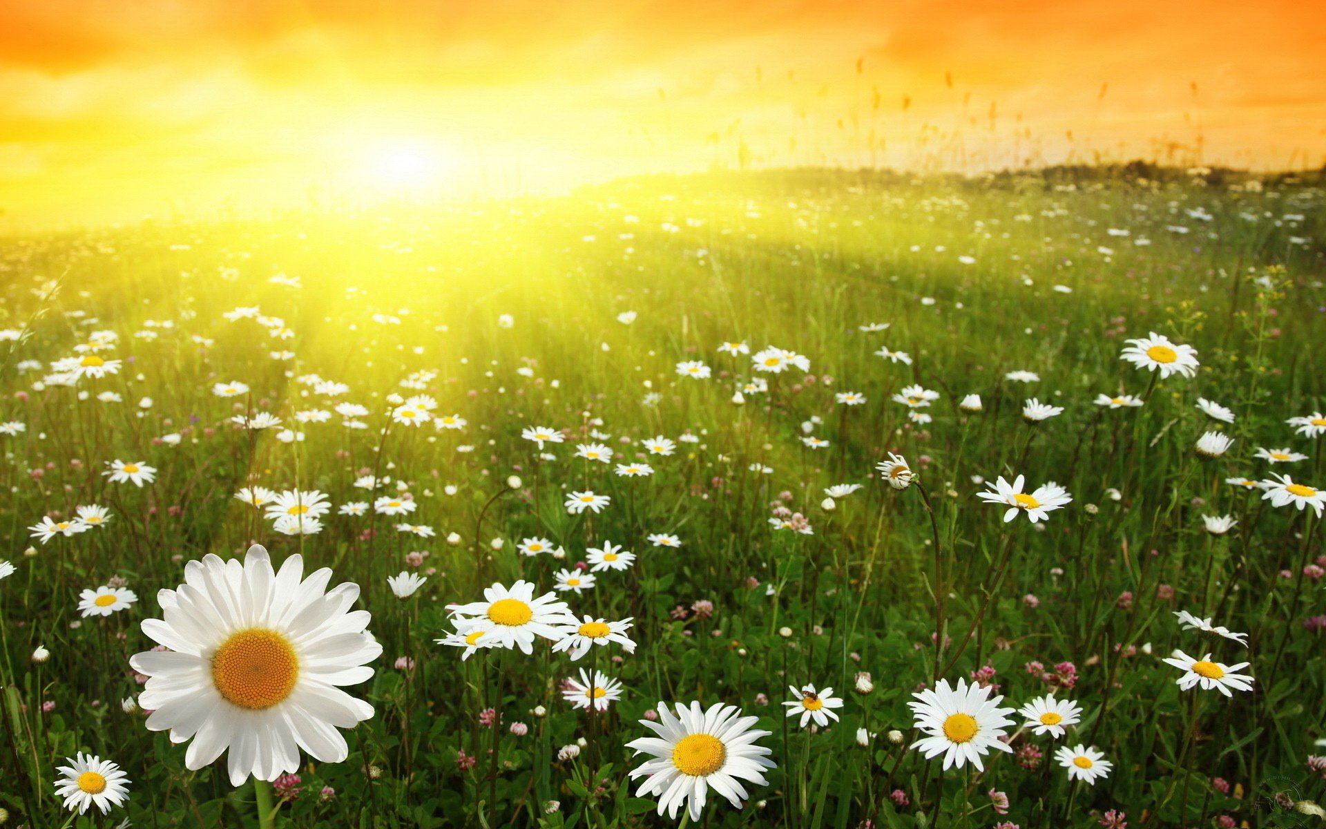 4k Daisies - HD Wallpaper 