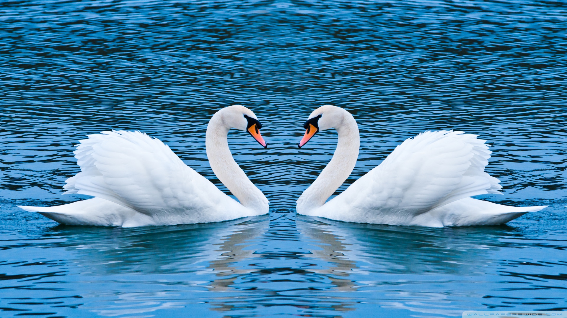 Swan Hd - HD Wallpaper 