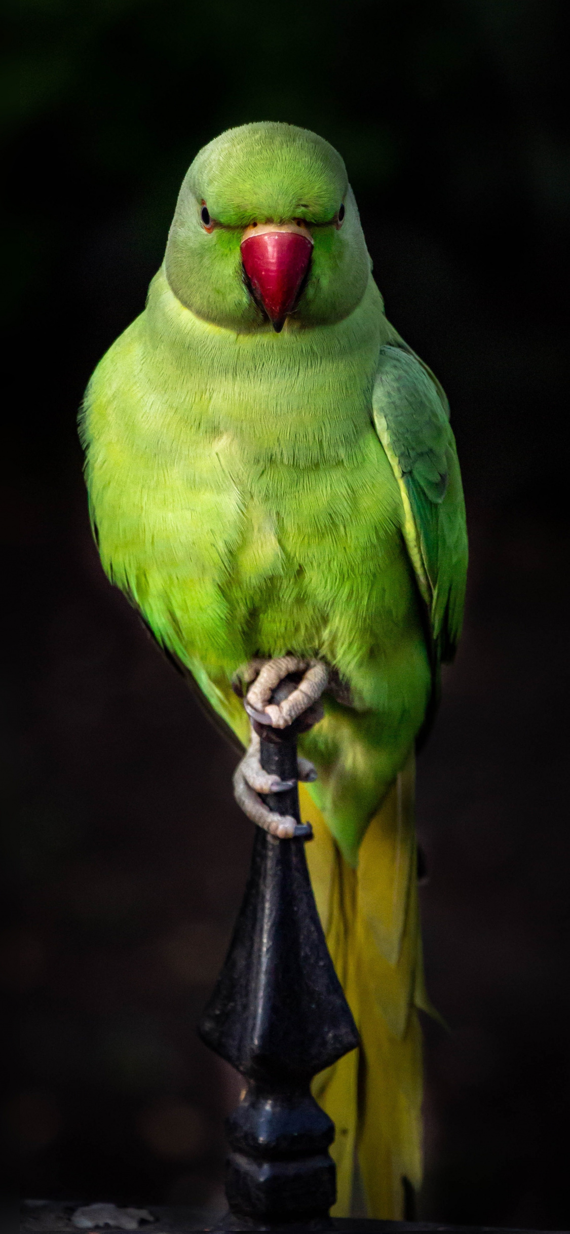 Parrot, Green, Bird, Sit, Portrait, Wallpaper - Iphone Parrot Wallpaper Hd  - 1125x2436 Wallpaper 