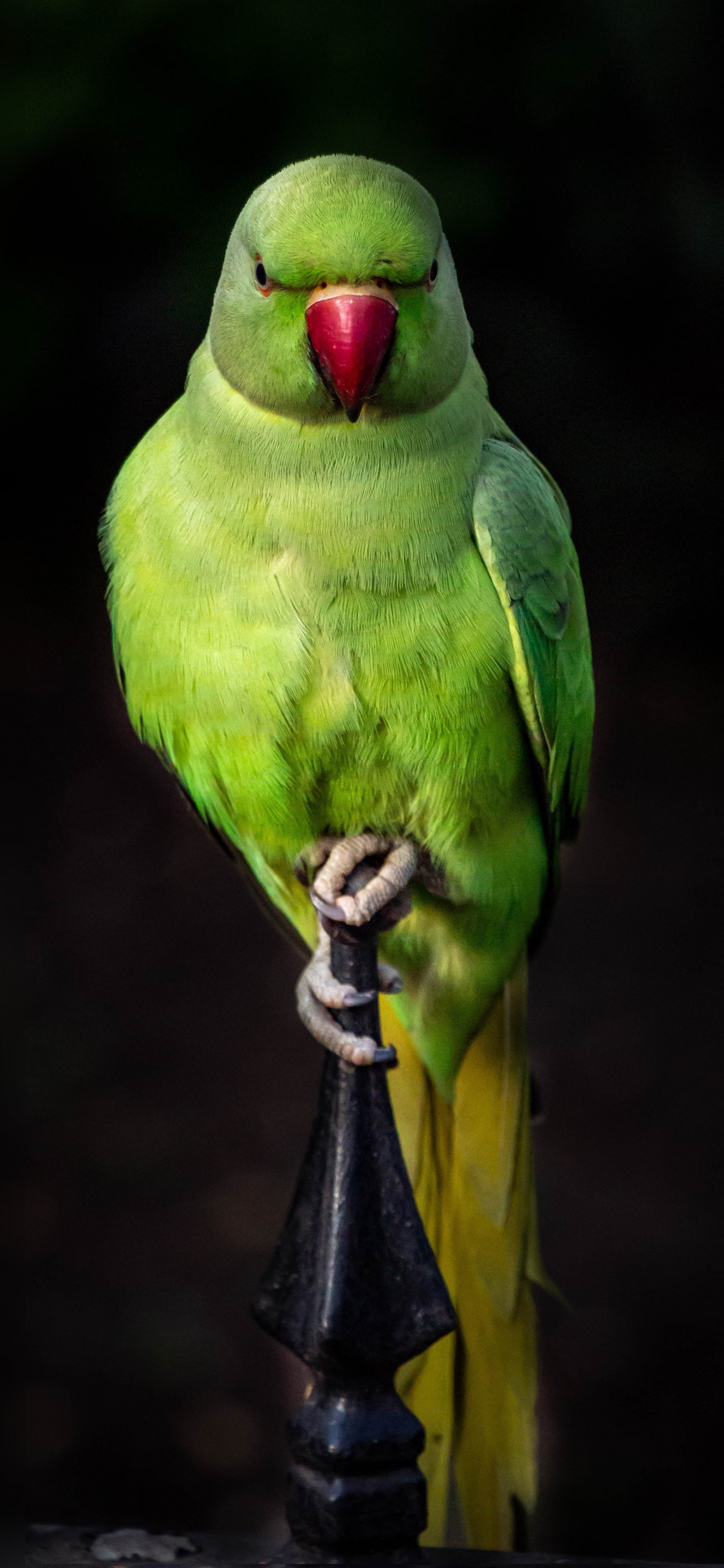 Parrot, Green, Bird, Sit, Portrait, Wallpaper - Iphone Parrot Wallpaper Hd - HD Wallpaper 