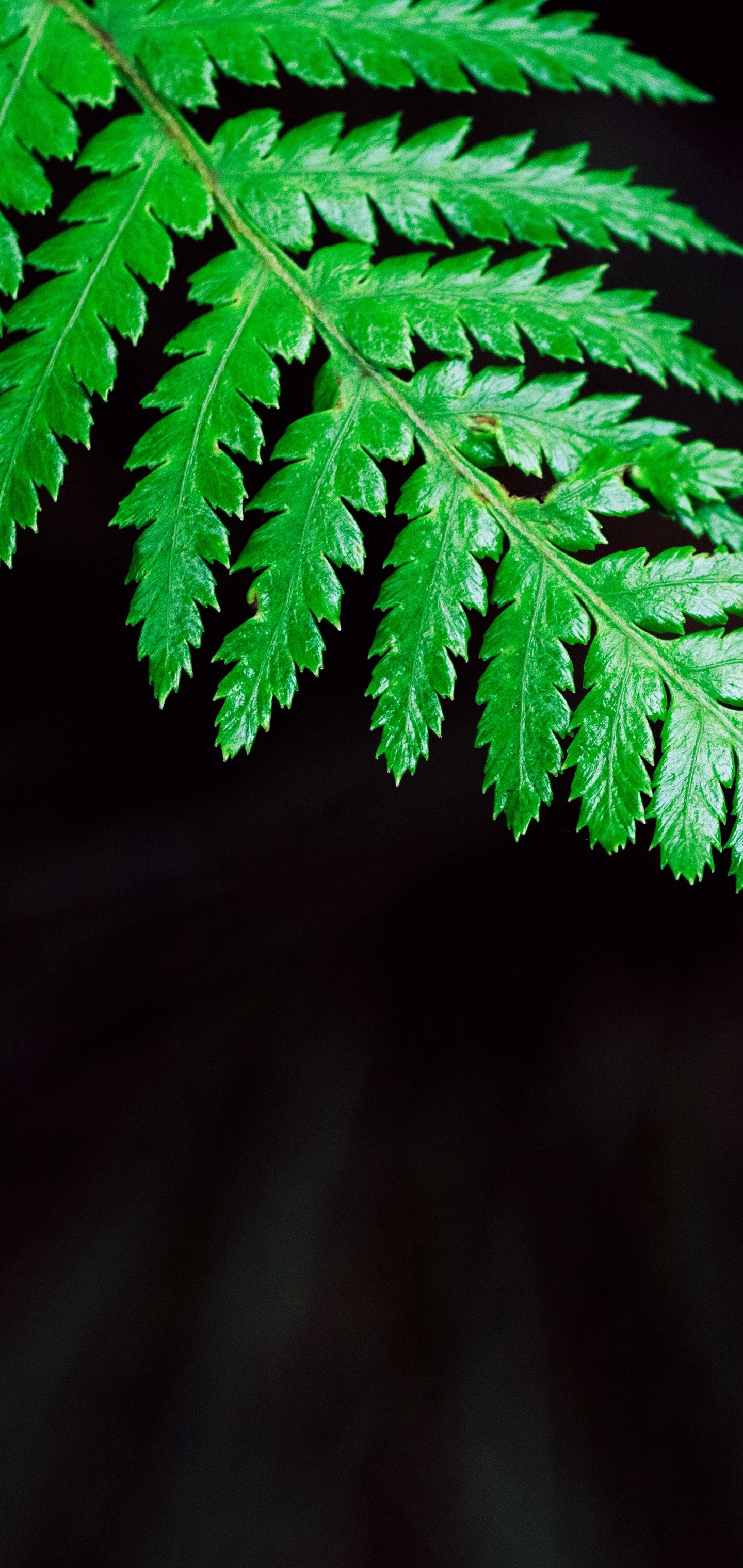 Fern Plant Leaf Wallpaper - HD Wallpaper 