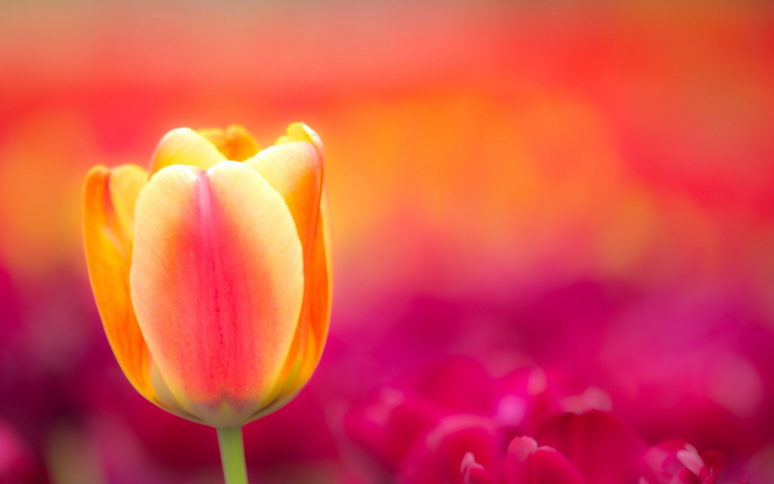 High Resolution Wallpapers For Pc & Mac, Tablet, Laptop, - Tulip Hd Backgrounds - HD Wallpaper 