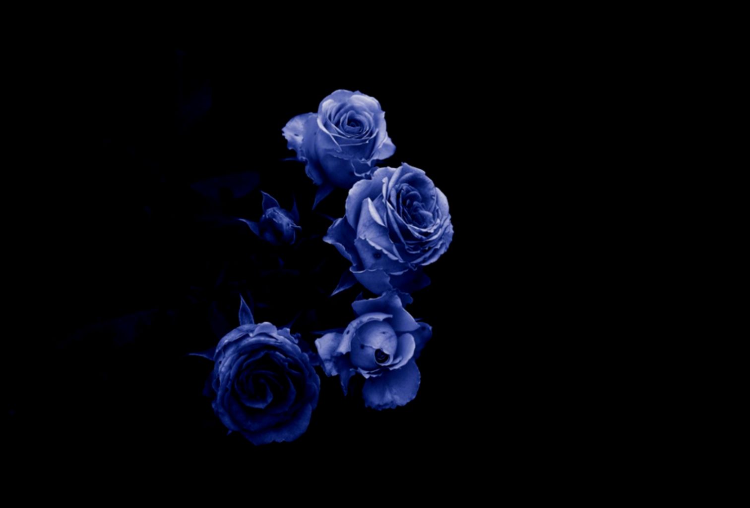 Flowers Blue Suddenly Period Dreams Colors Nature Love - Black And Blue Flowers Hd - HD Wallpaper 