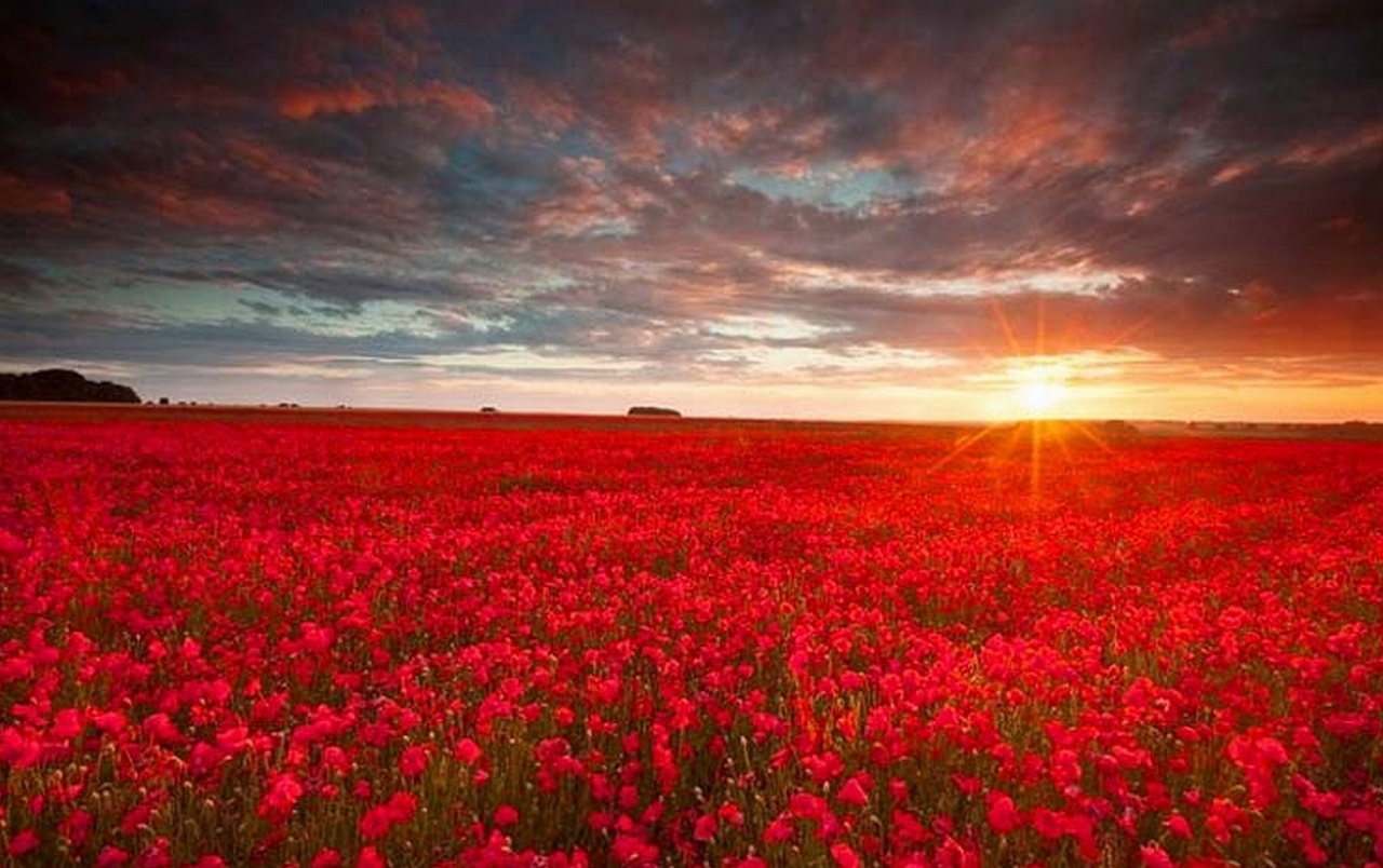 Red Flower Field Wallpapers - Red Flower Field - HD Wallpaper 