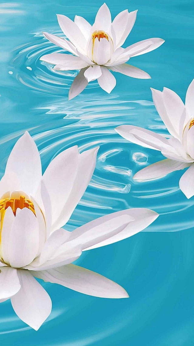 Lotus, Flower, Water, 4k - Lotus Flower In Water - HD Wallpaper 