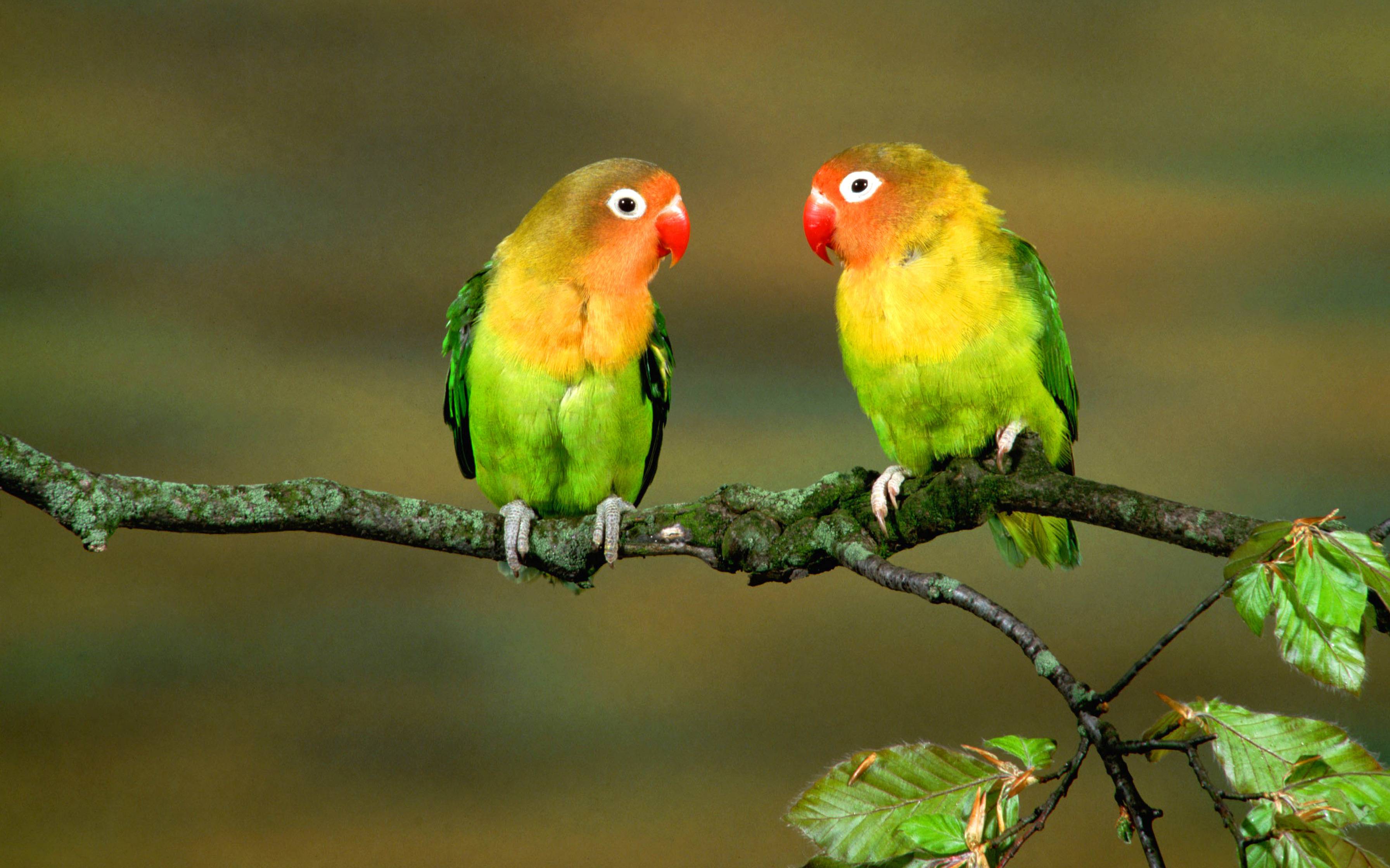 Parrot Wallpapers - Wallpaper Cave - Love Bird Wallpaper Hd - HD Wallpaper 