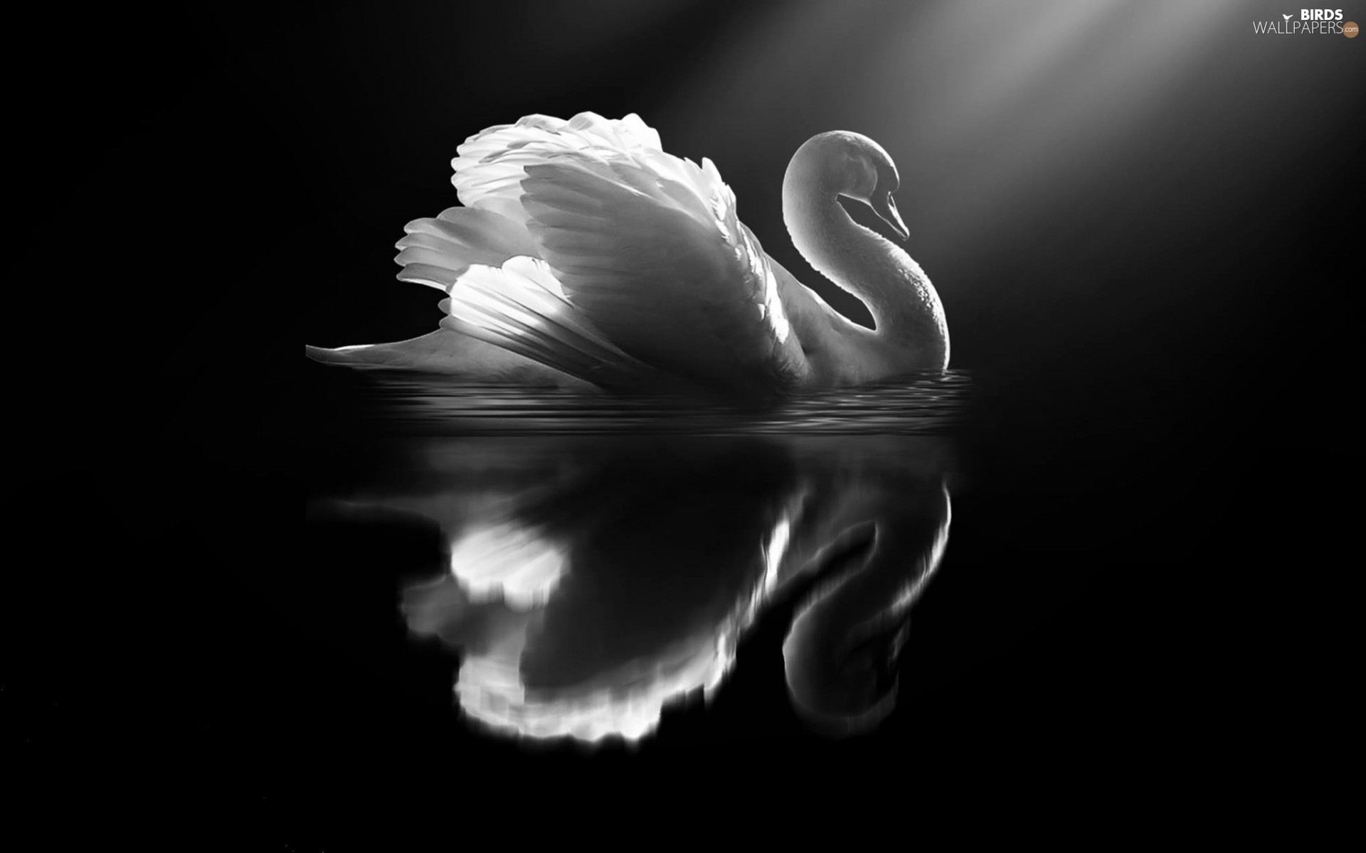 White, Black, Swans, Bird 
 Data Src Widescreen Swan - Swan Wallpaper Black And White - HD Wallpaper 