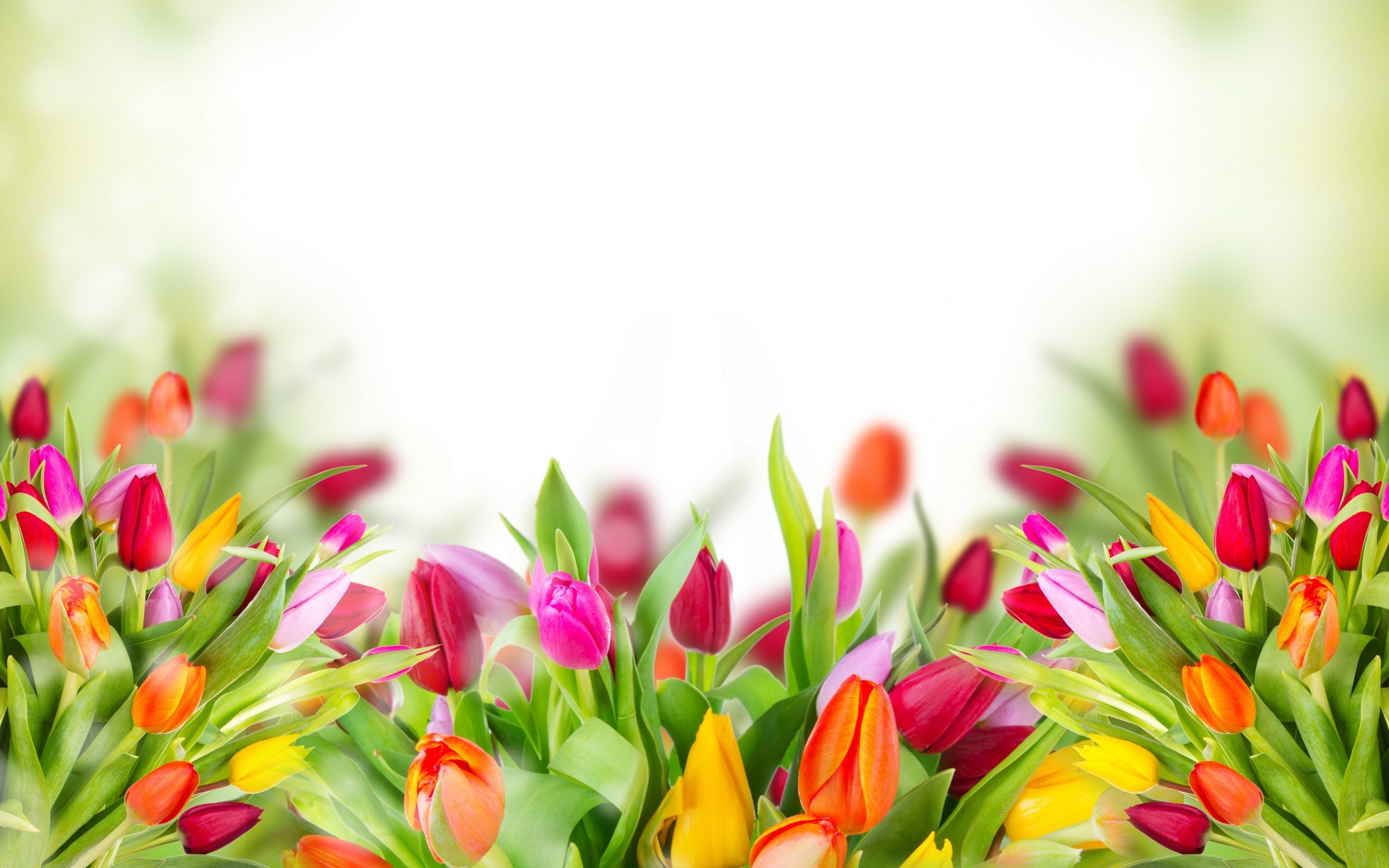 Full Hd P Tulips Wallpapers Hd Desktop Backgrounds - Tulip Wallpaper Background - HD Wallpaper 