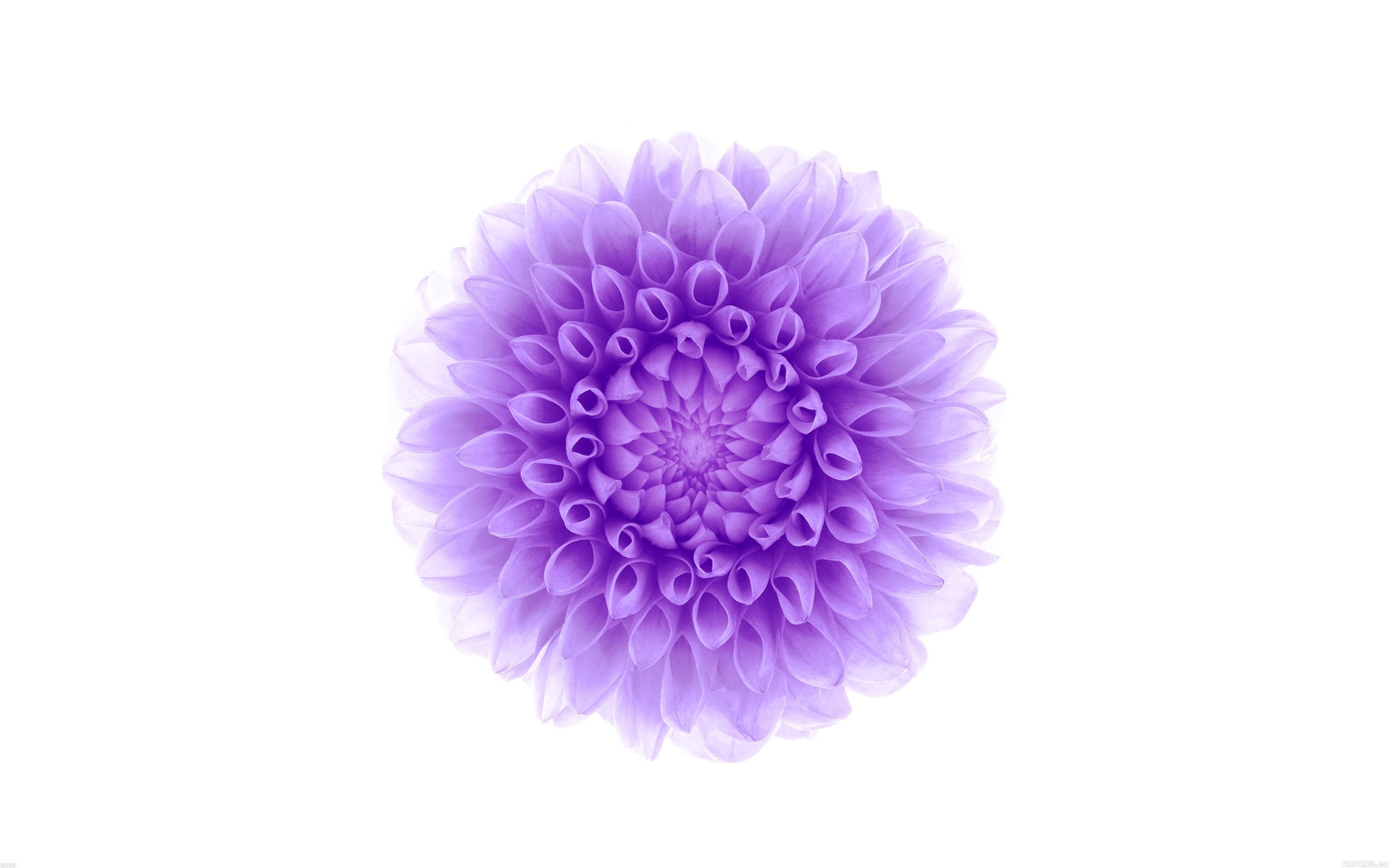 White Background Purple Flower Wallpaper - Iphone White And Purple - HD Wallpaper 