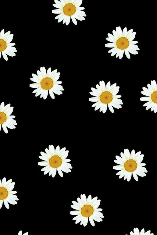 Daisy Flower Background - HD Wallpaper 