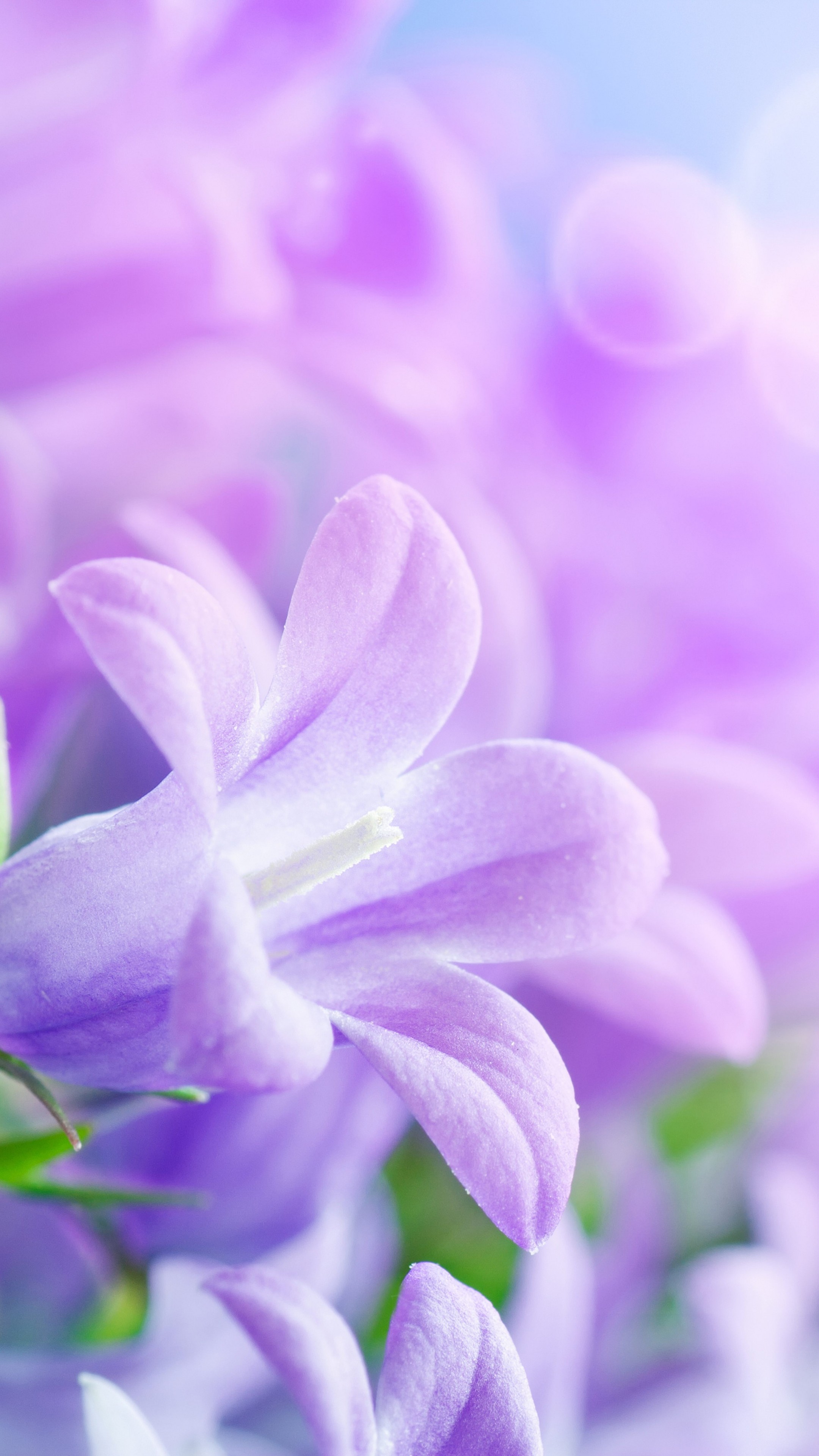 Powerpoint Background Purple Flower - HD Wallpaper 