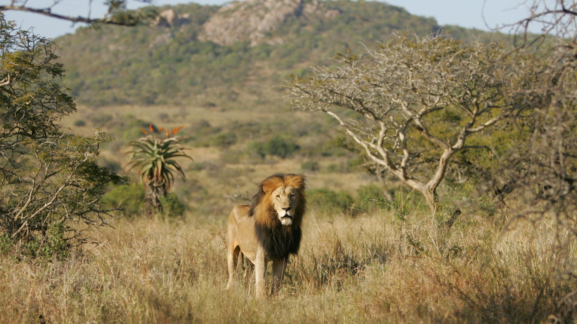 Awesome Safari Wallpaper - 1920x1080 Wallpaper Awesome Safari Wallpaper - 1920x1080 Wallpaper