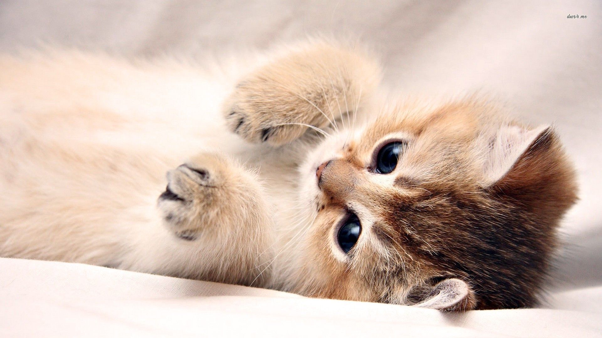 Cute Wallpaper Kitten - HD Wallpaper 
