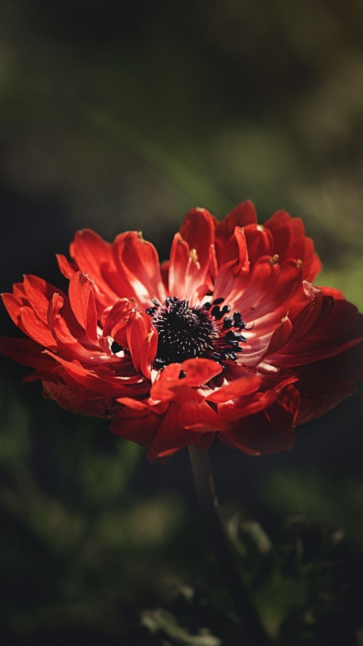 Anemone Red Flower Wallpaper 
 Data-src /full/1352700 - Life Is Full Of Sadness - HD Wallpaper 