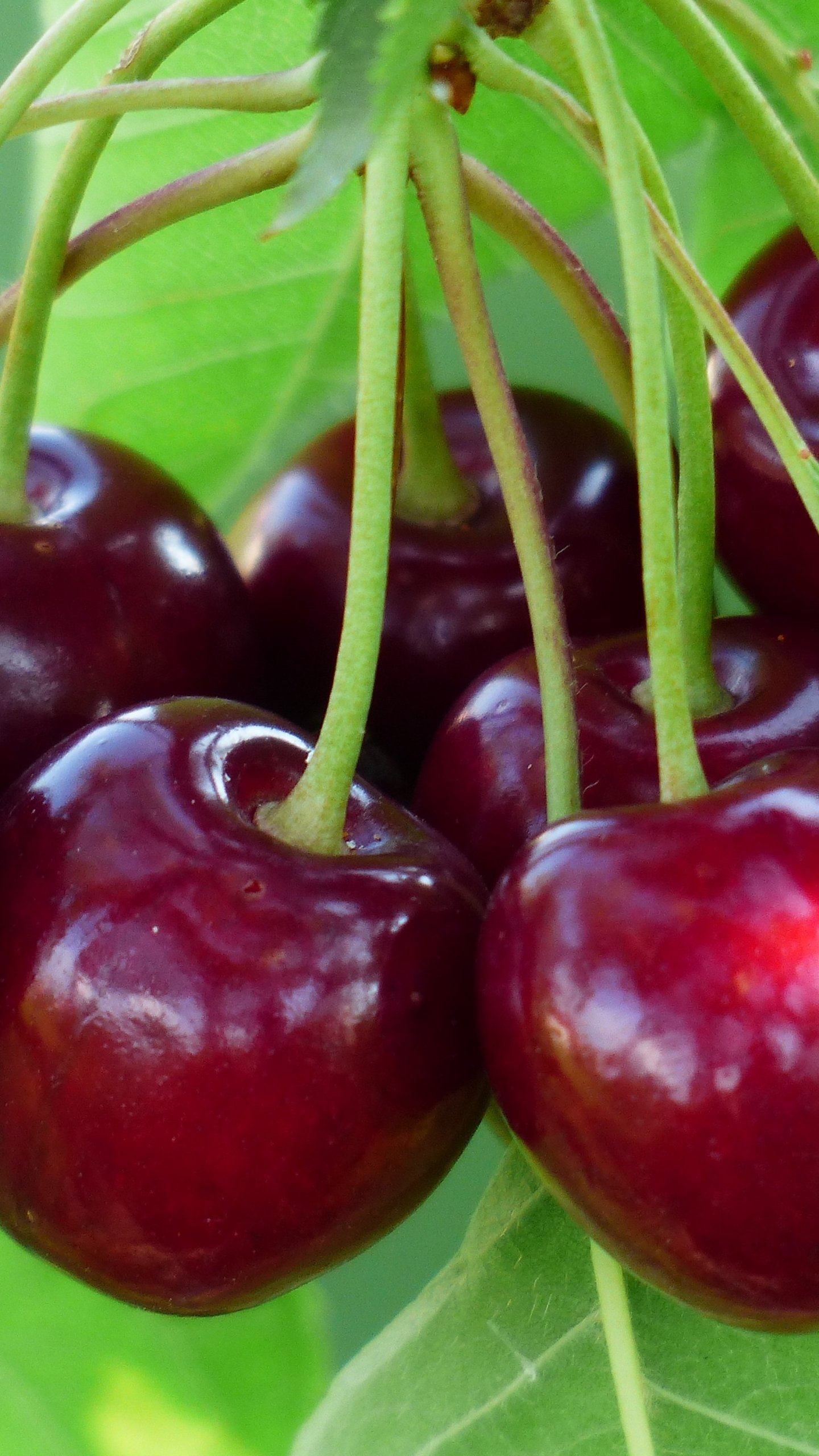 Cherry Wallpaper For Android - HD Wallpaper 