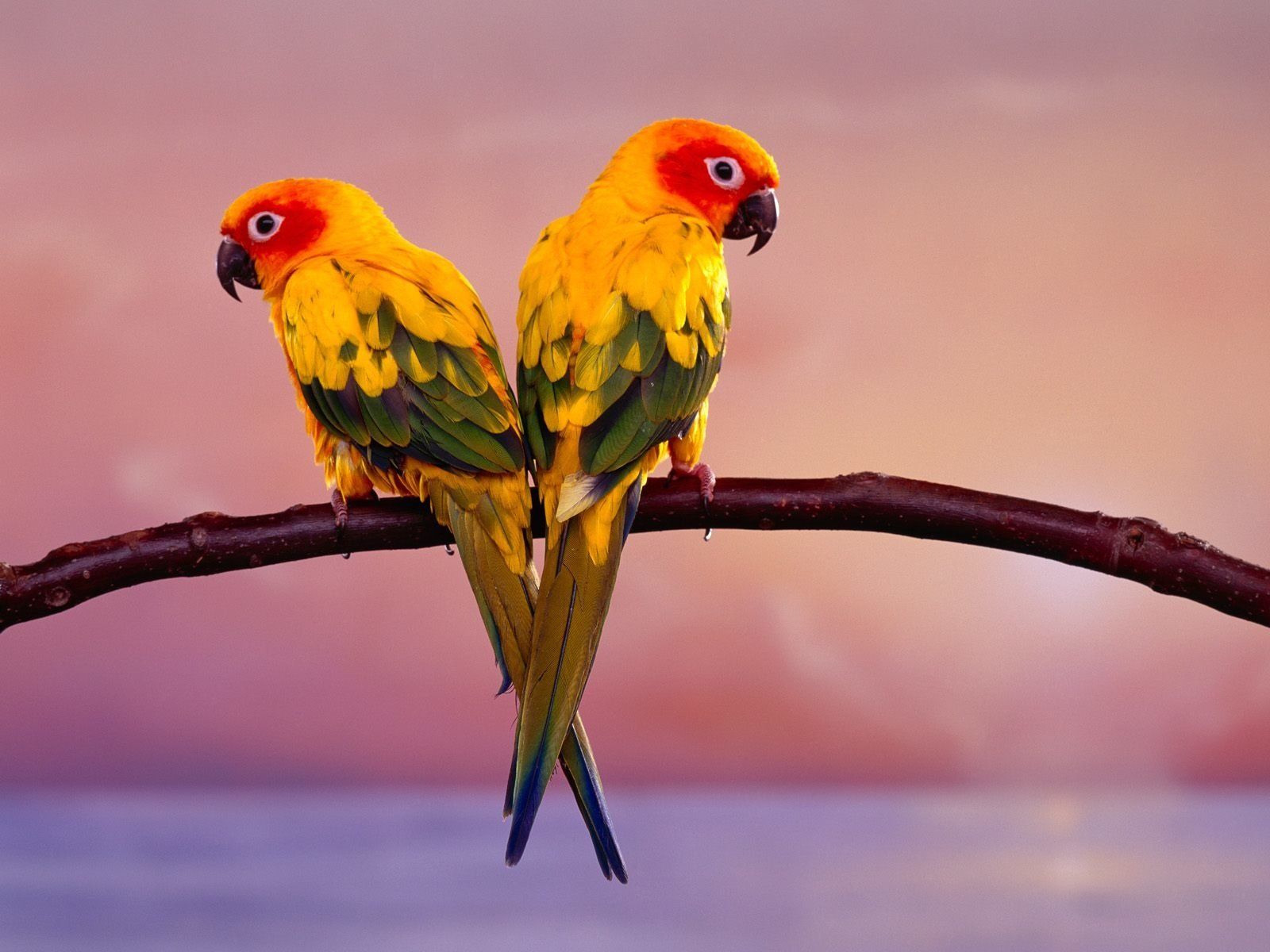 135 Parrot Hd Wallpapers - Sun Conure - HD Wallpaper 