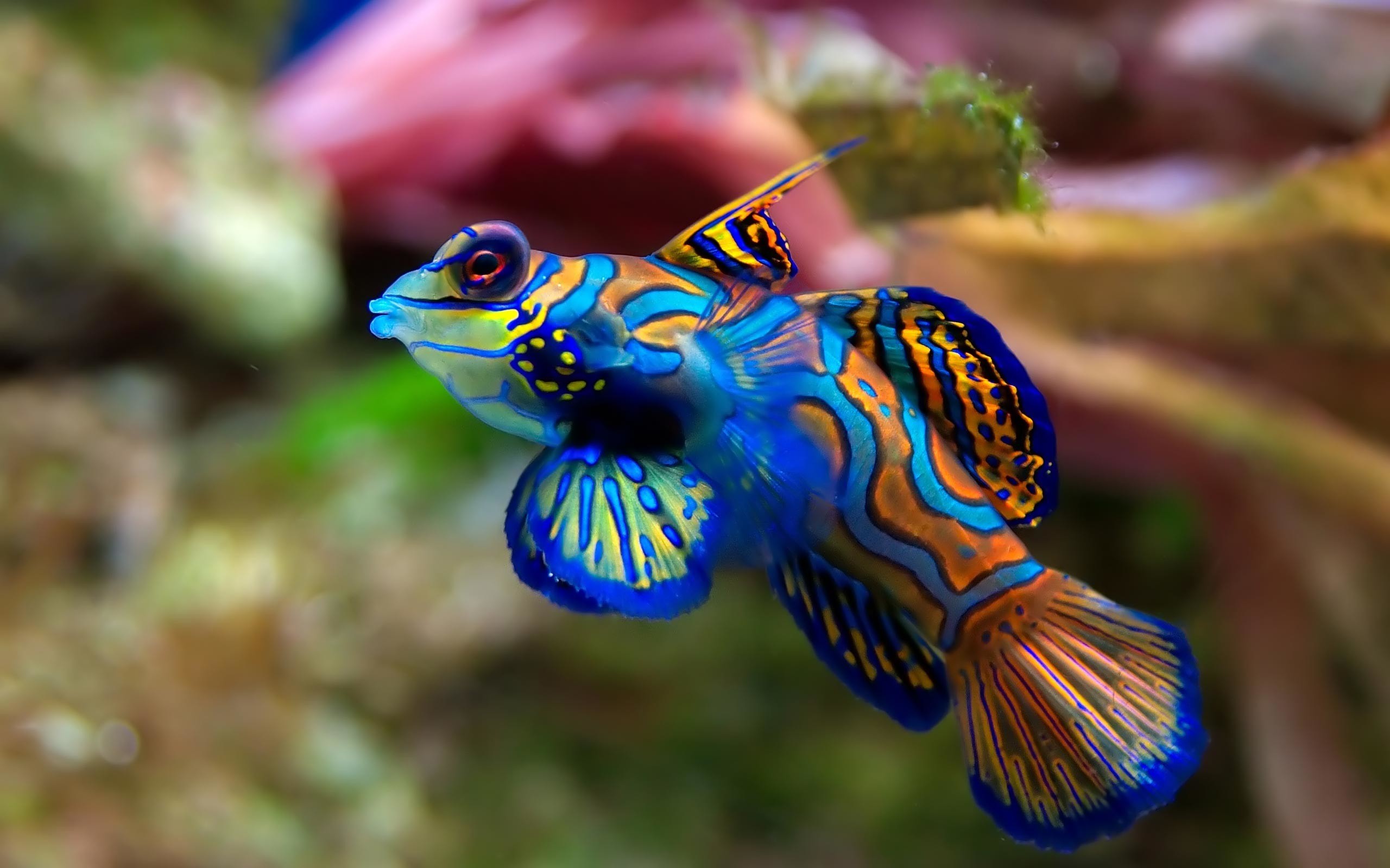 Fish Saltwater Aquarium Wallpaper - Unique Fish - HD Wallpaper 
