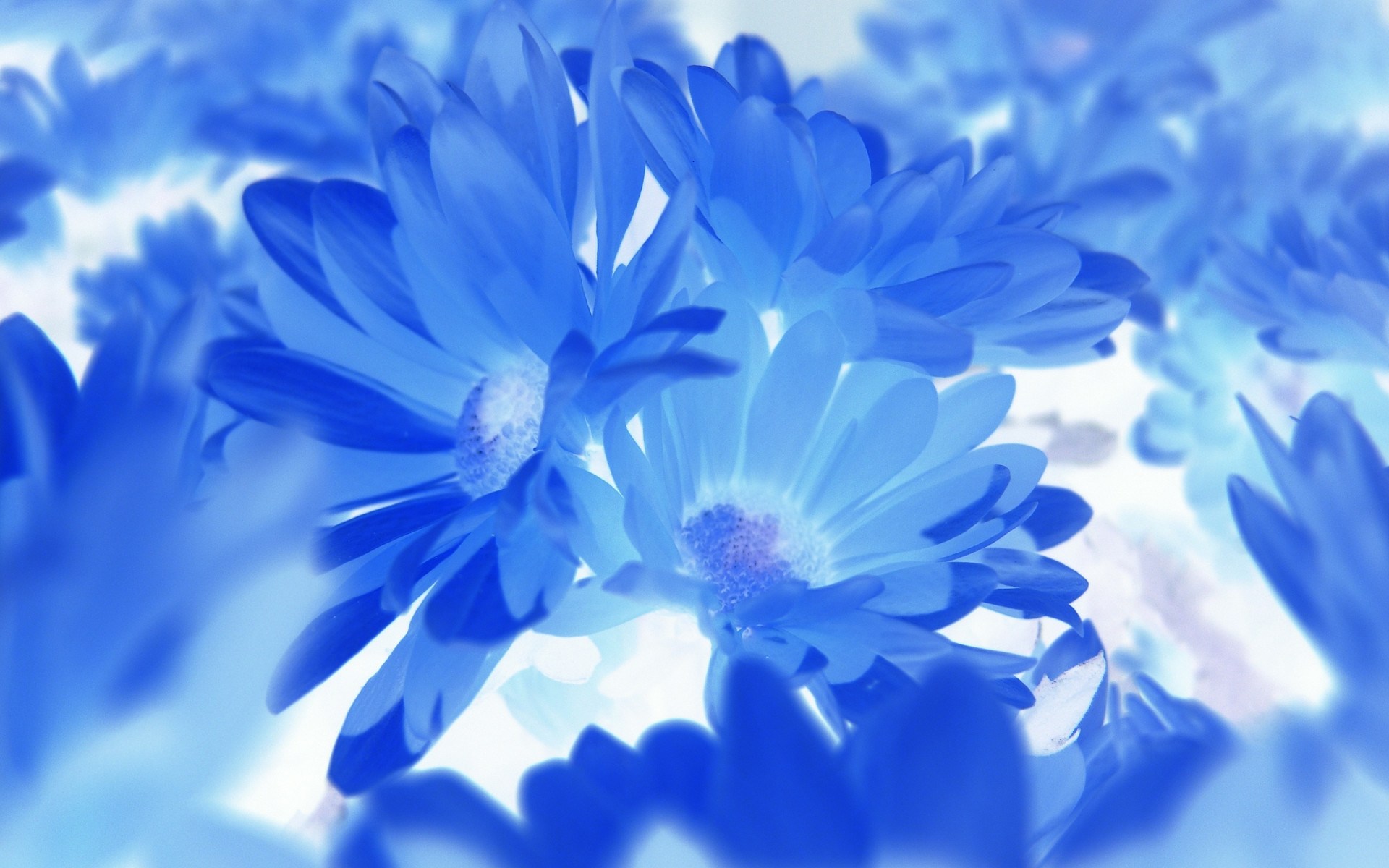 Blue Flower Wallpapers Hd Resolution 
 Data Src Large - Blue Flower Hd - HD Wallpaper 