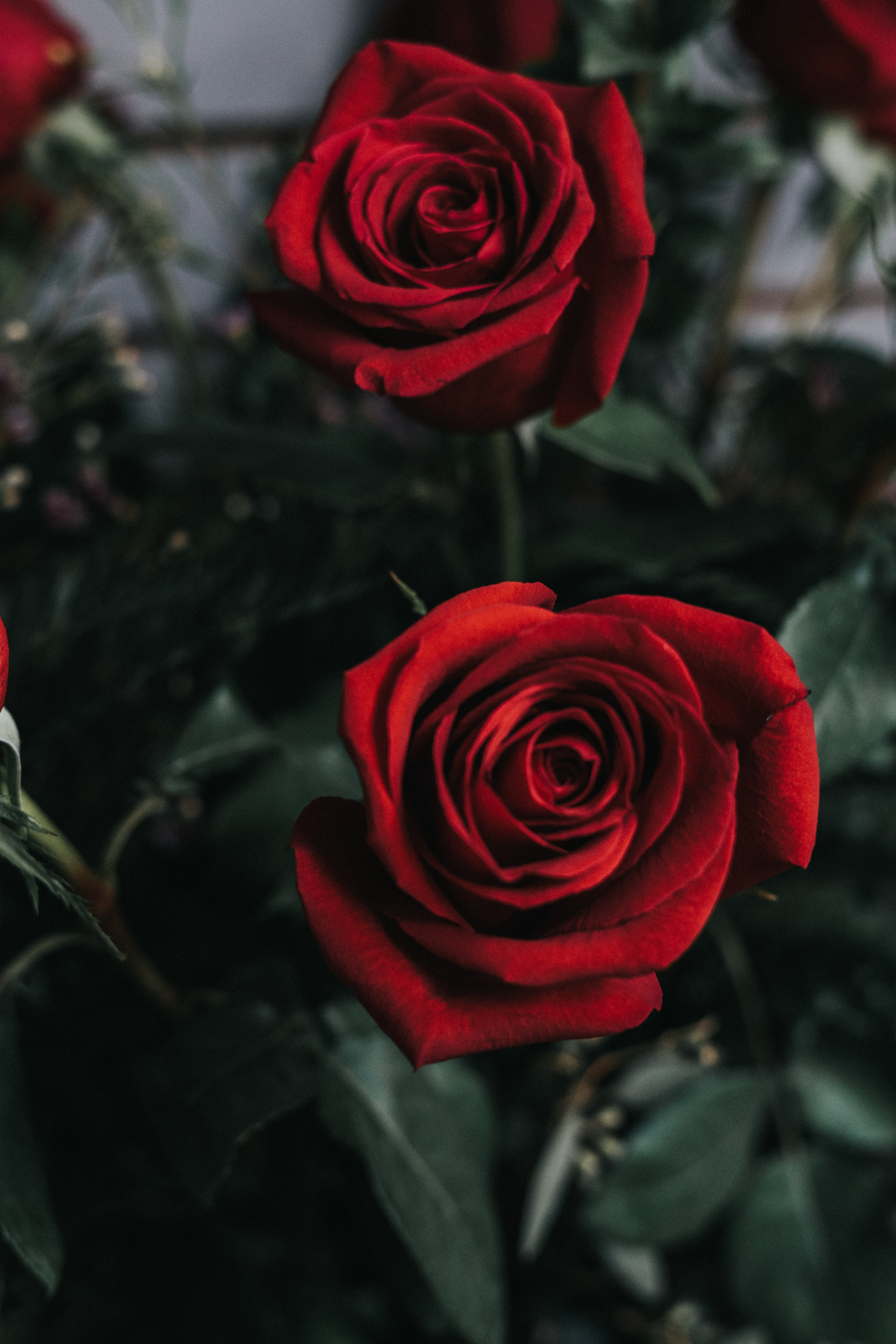 Flower Image Wallpaper Download - 5304x7952 Wallpaper Flower Image Wallpaper Download - 5304x7952 Wallpaper