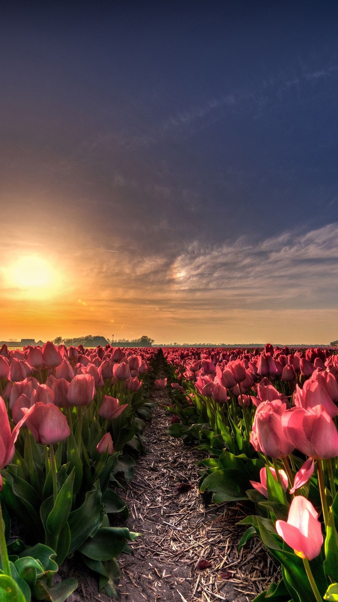 Pink Tulips Field, Sunset Iphone 8/7/6/6s Plus 
 Data-src - Iphone Flower Wallpaper Tulip - HD Wallpaper 