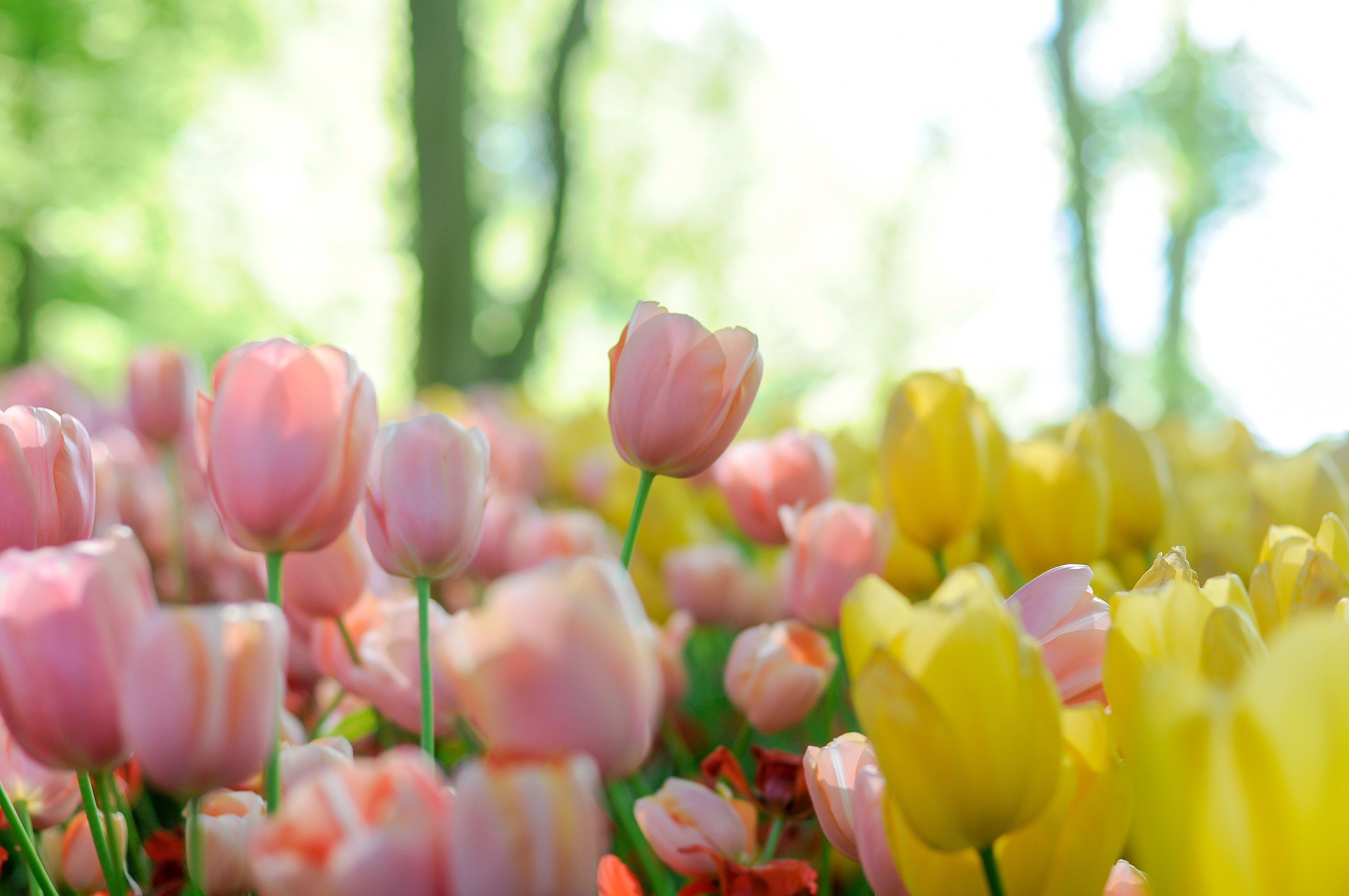 Tulips Flowers Pink And Yellow - HD Wallpaper 