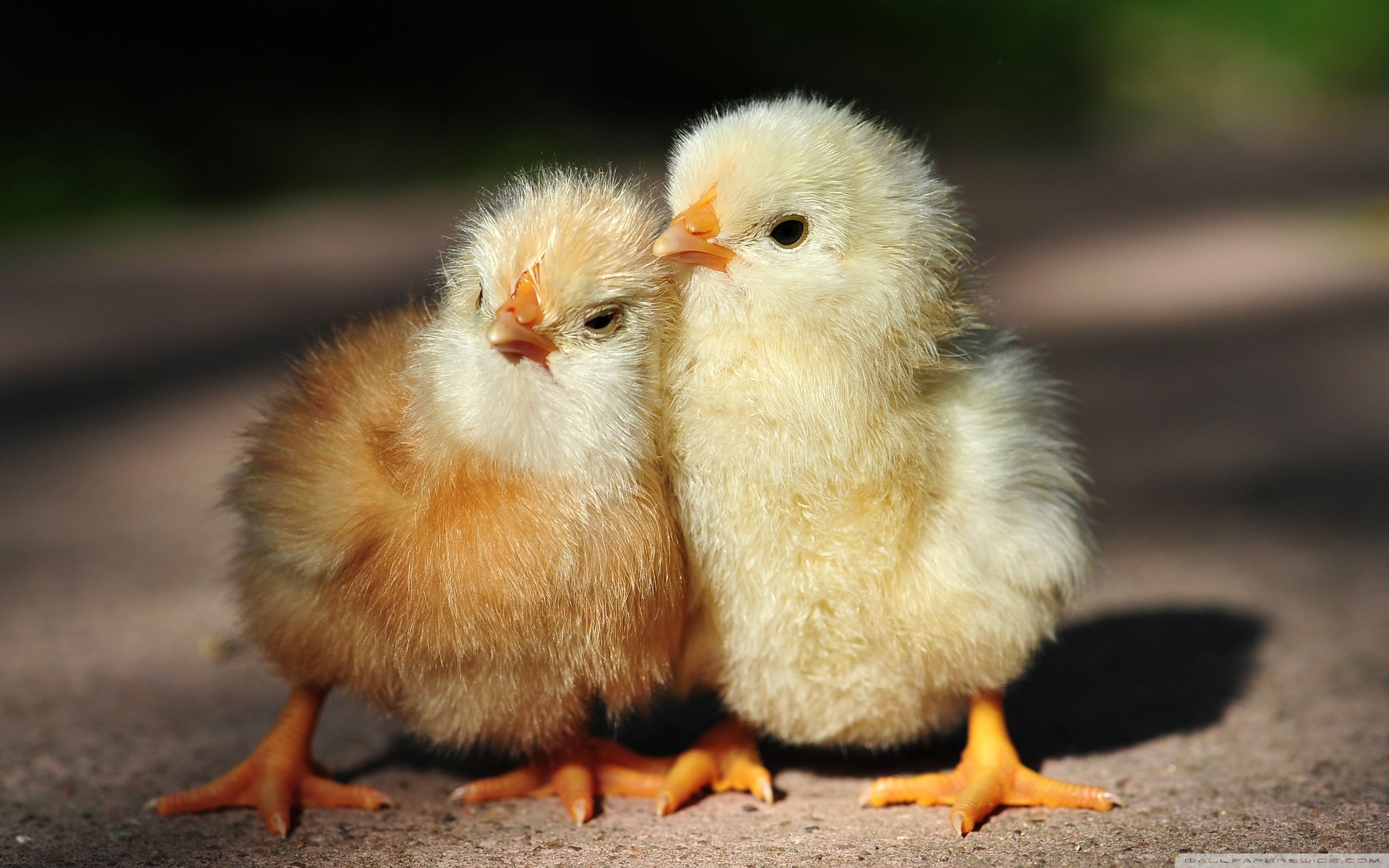 Cute Chicken - HD Wallpaper 