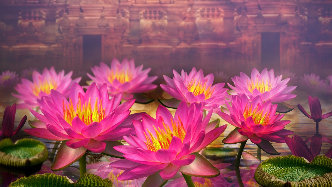 Pink Lotus Flowers Wallpapers - Lotus Flower Wallpaper Hd - 1280x720  Wallpaper 
