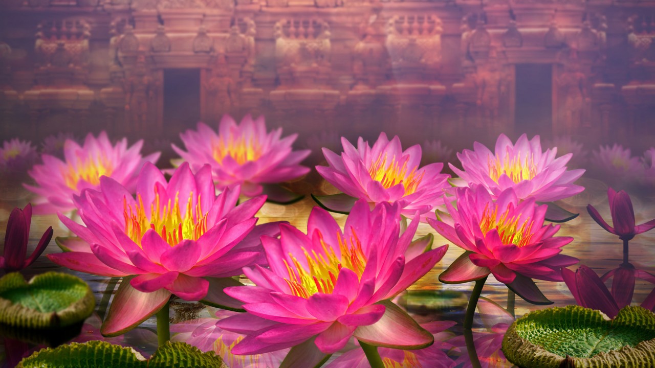 Pink Lotus Flowers Wallpapers - Lotus Flower Wallpaper Hd - 1280x720 Wallpaper Pink Lotus Flowers Wallpapers - Lotus Flower Wallpaper Hd - 1280x720 Wallpaper
