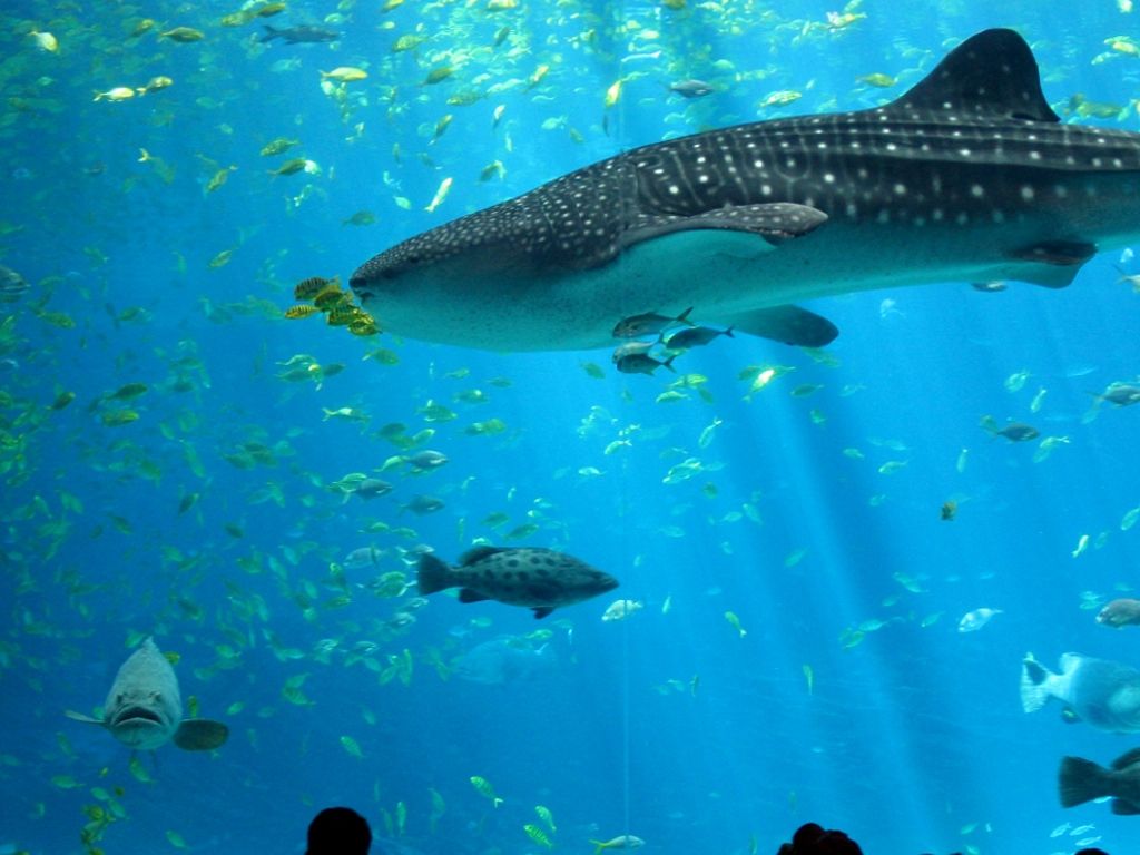 Ocean City Whale Shark - HD Wallpaper 