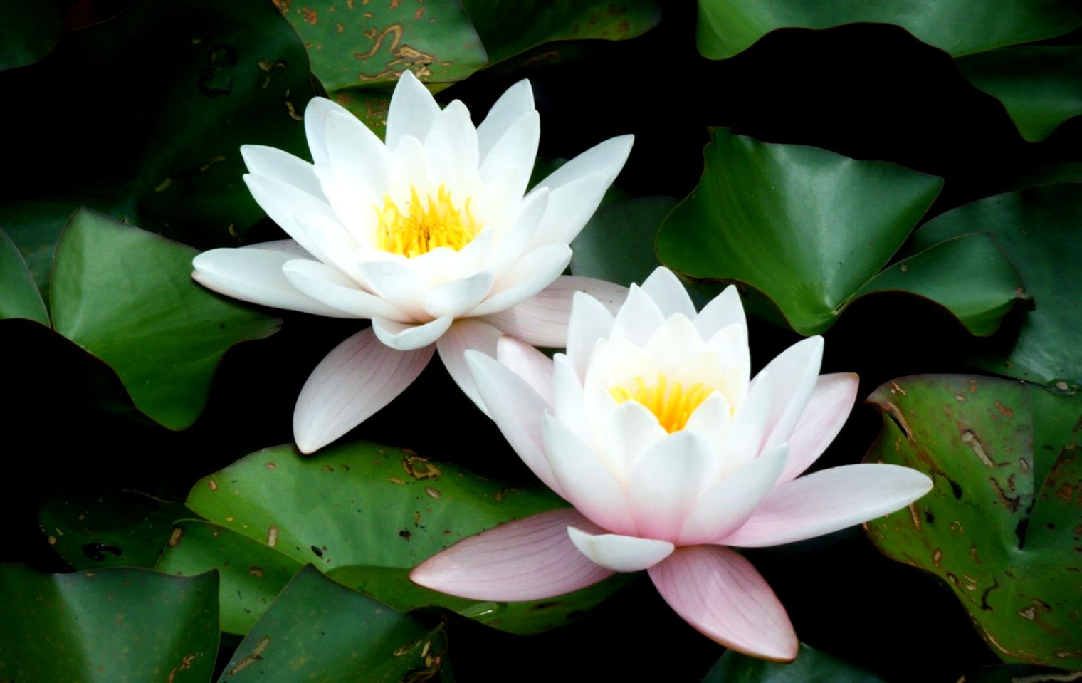Lotus Flower Hd Wallpapers Movie Hd Wallpapers - Full Hd Lotus Flower - HD Wallpaper 