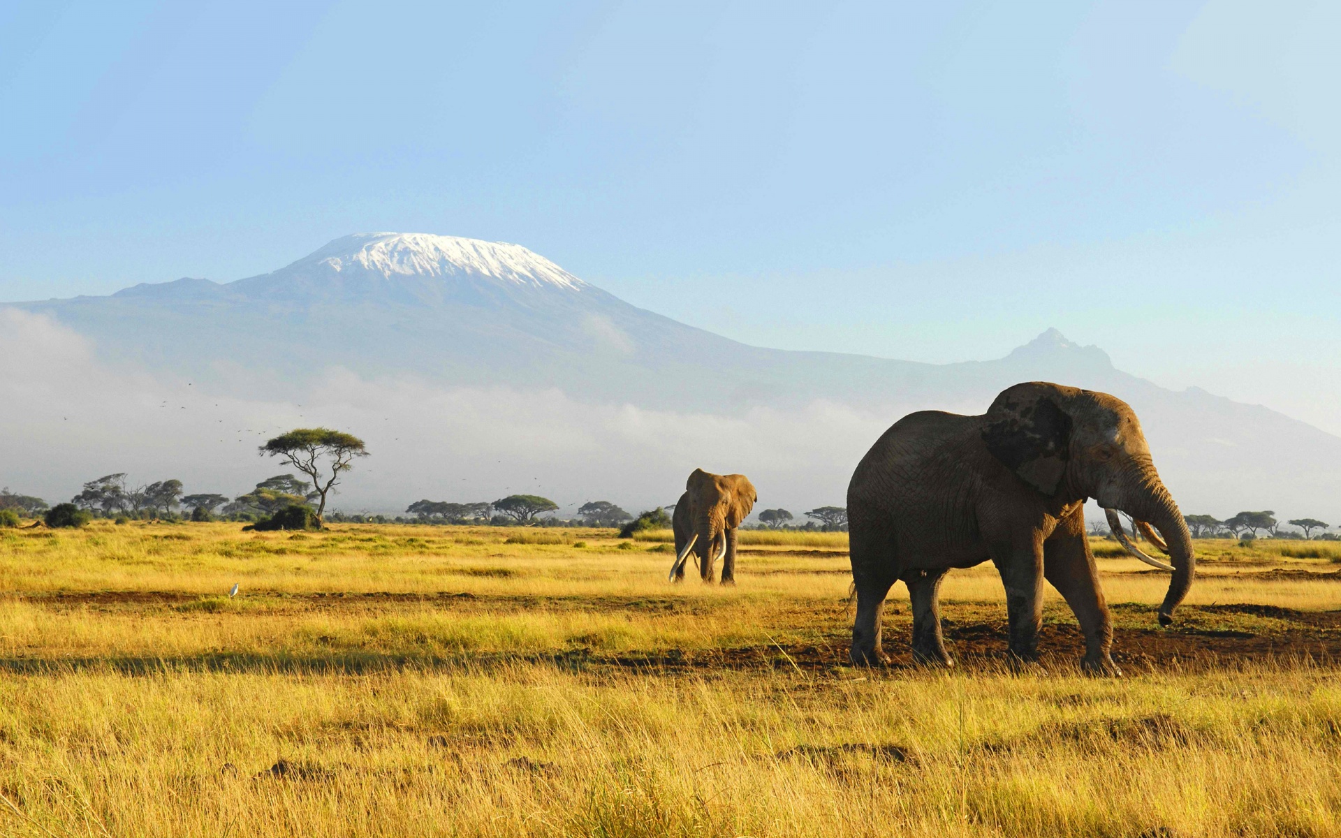 Huge Safari Laptop Photos, G - Elephant With Forest Background - 1920x1200  Wallpaper 