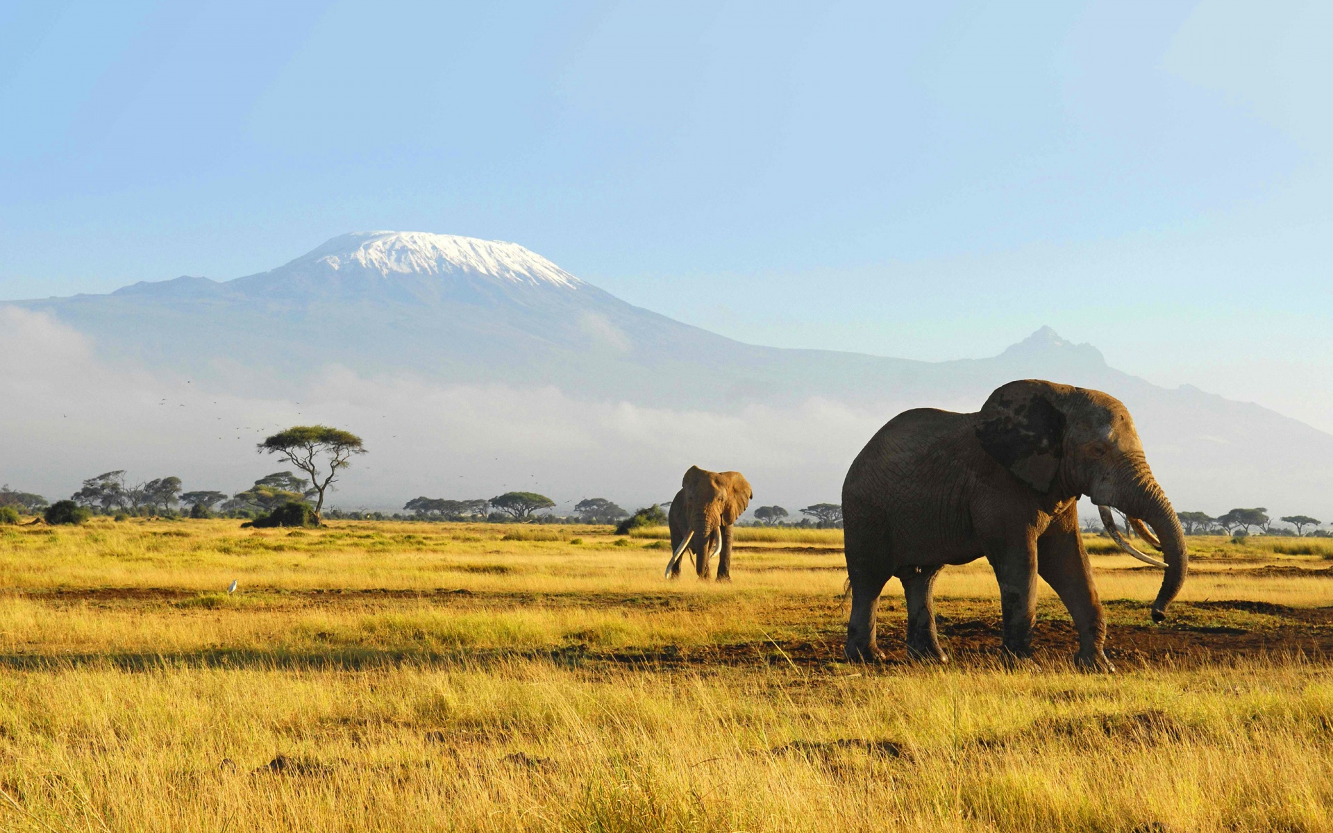 Huge Safari Laptop Photos, G - Elephant With Forest Background - 1920x1200 Wallpaper Huge Safari Laptop Photos, G - Elephant With Forest Background - 1920x1200 Wallpaper