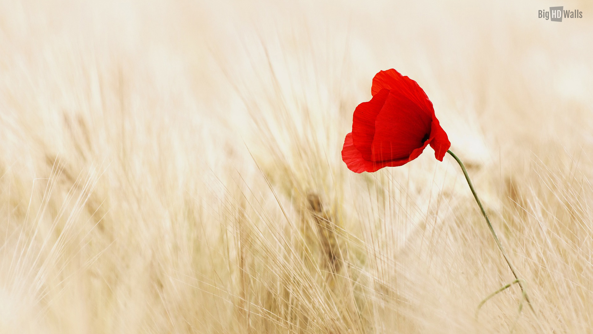Lonely Flower In Field - HD Wallpaper 
