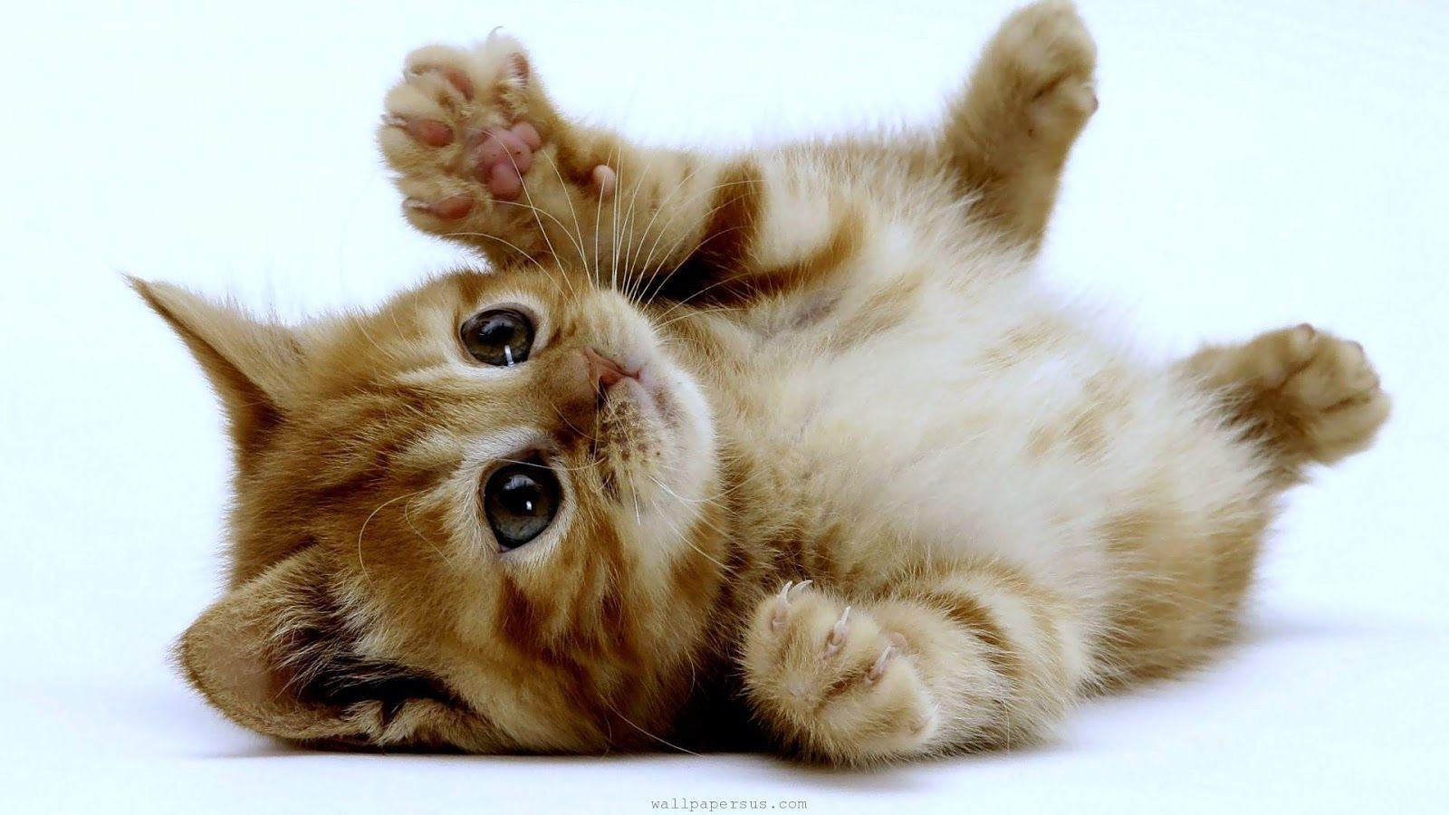 Cute Kittens - HD Wallpaper 