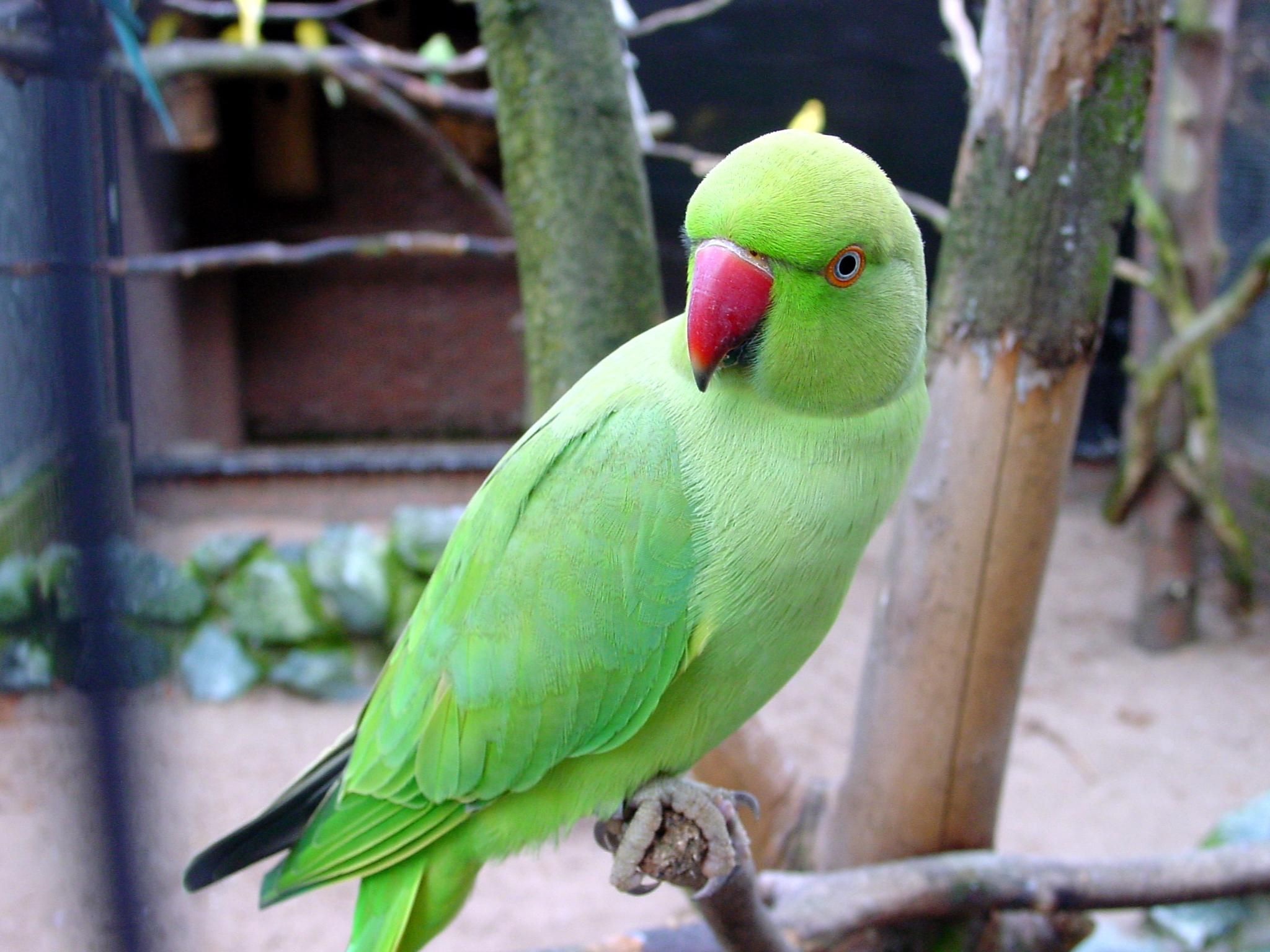 Green Parrots Wallpaper - Parrots Green - HD Wallpaper 