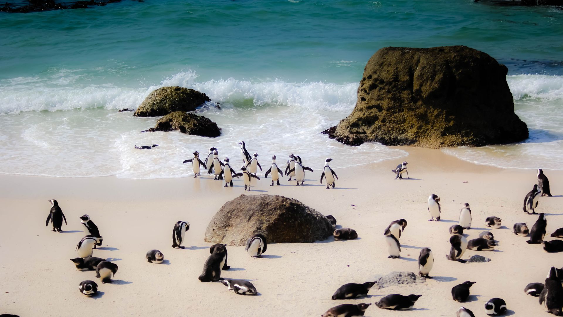 South Africa Penguins - HD Wallpaper 