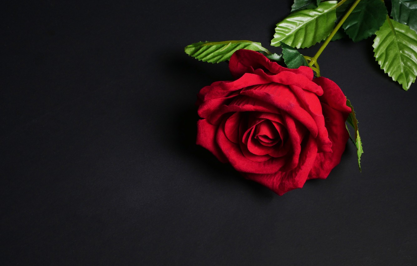 Photo Wallpaper Flowers, Rose, Red, Black Background, - Red Flower Background Black - HD Wallpaper 