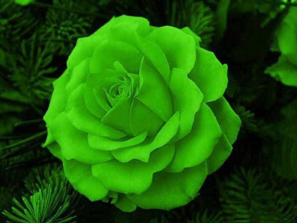 Green Rose - HD Wallpaper 