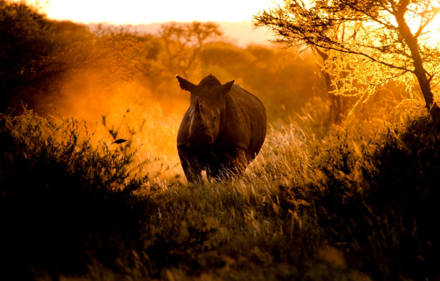 Africa Rhinoceros Nature - Hd Africa - HD Wallpaper 