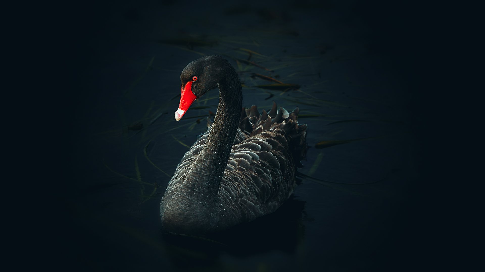 Black Swan - HD Wallpaper 