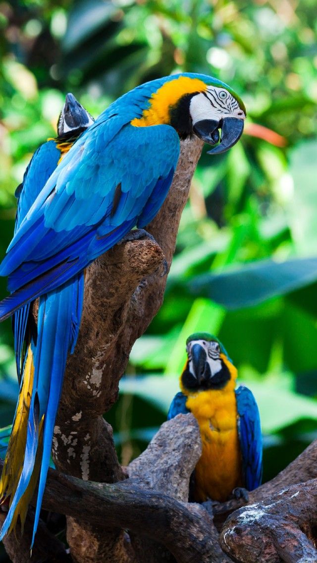 Tropical Parrots - HD Wallpaper 