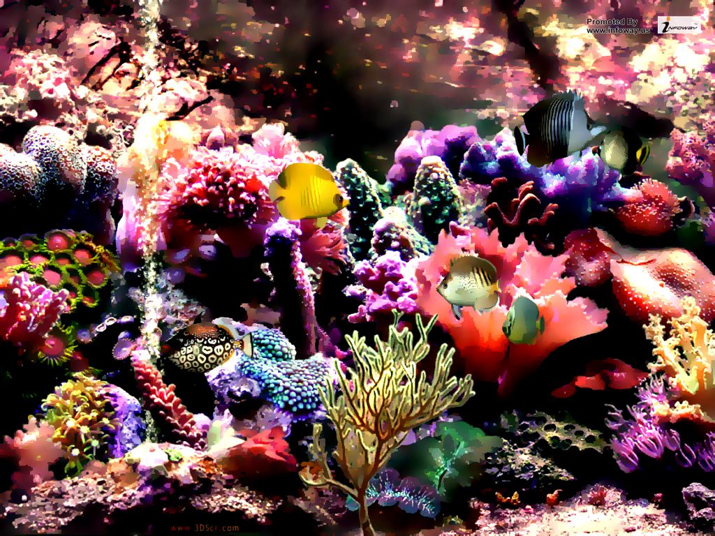 Coral Reef Background Hd - HD Wallpaper 