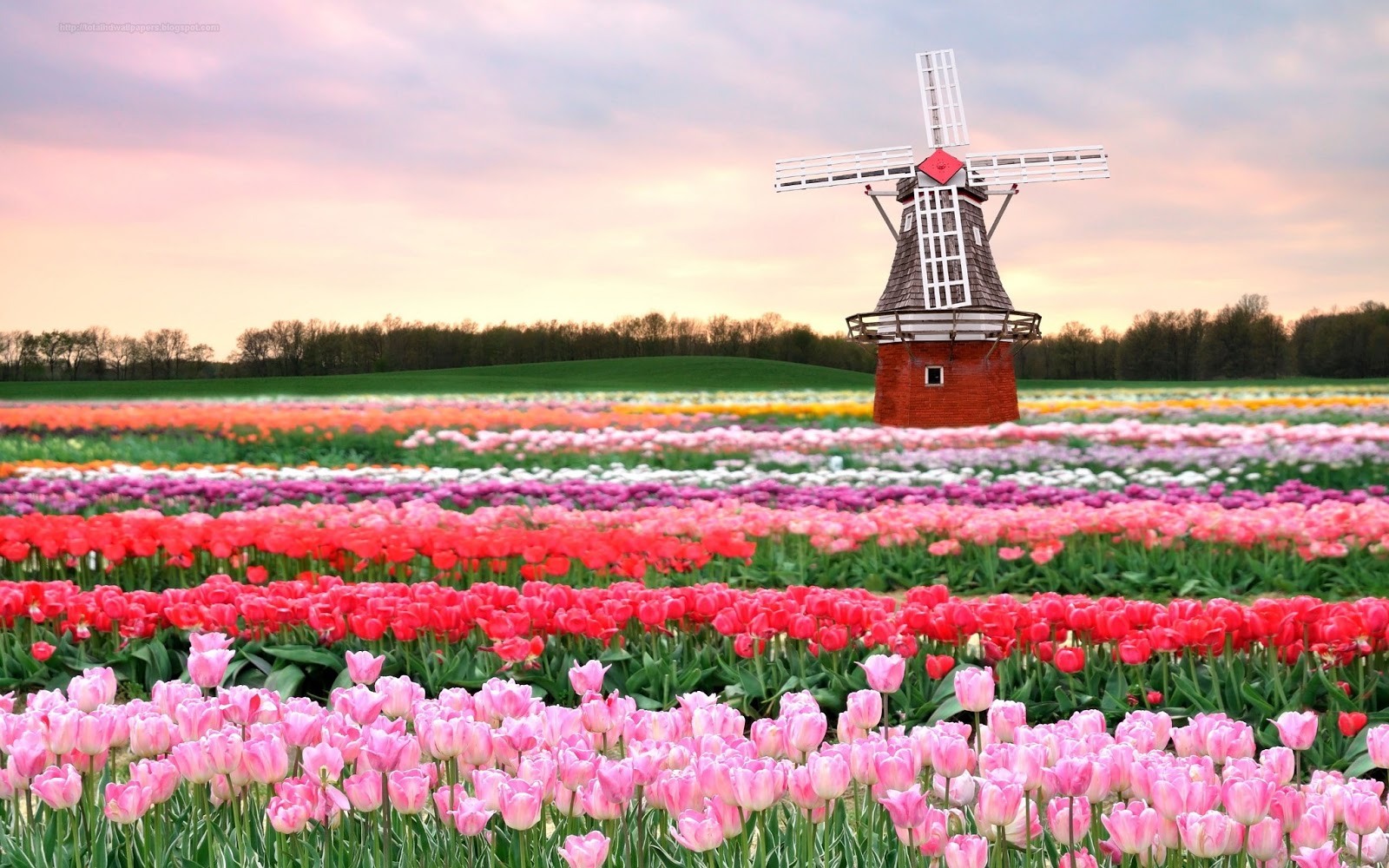 Flower Field High Resolution - HD Wallpaper 