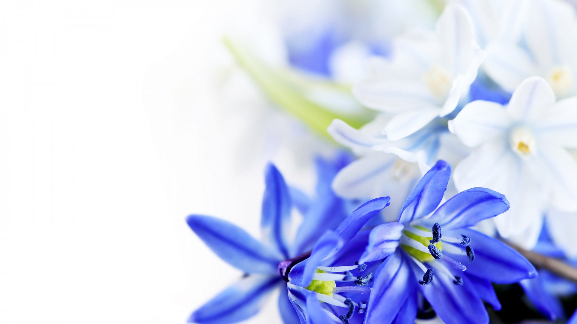 Blue Flower Wallpaper - HD Wallpaper 