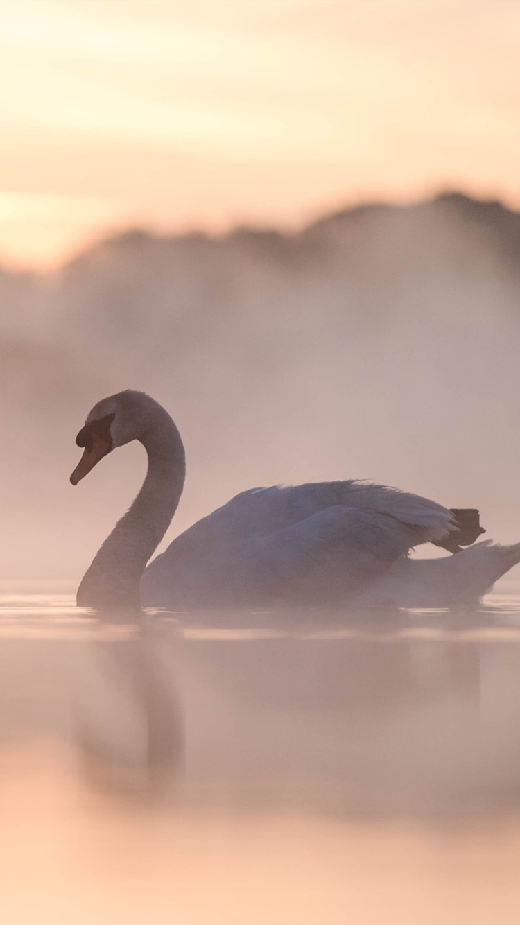 Swan Wallpaper Iphone - HD Wallpaper 