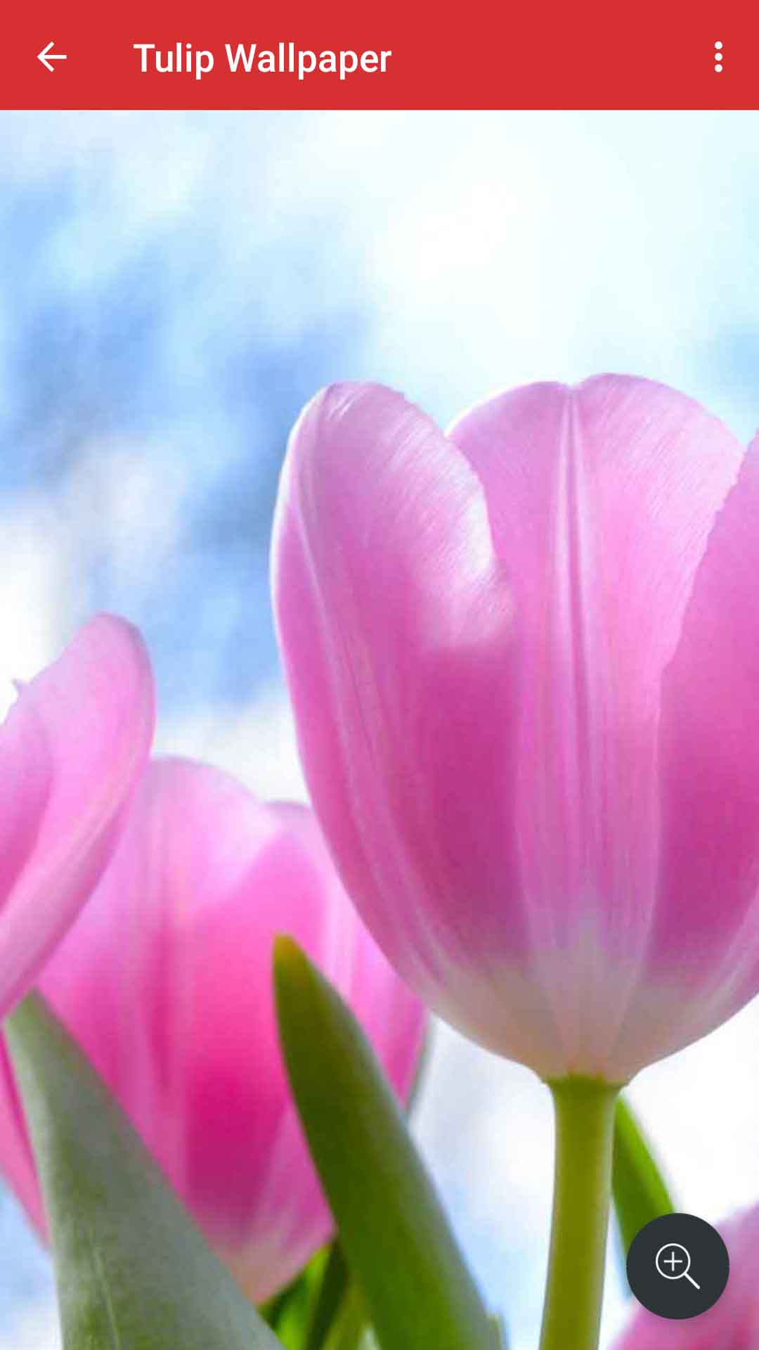Tulip - HD Wallpaper 