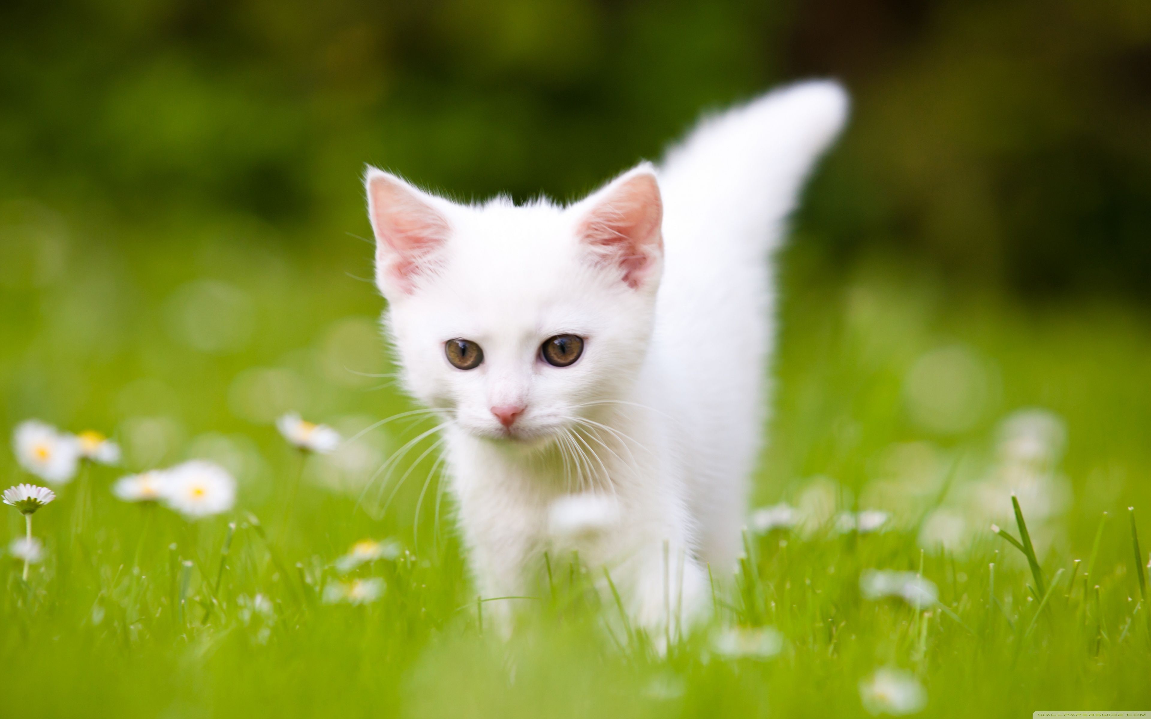 Cute White Kitten ❤ 4k Hd Desktop Wallpaper For 4k - White Cute Kitten - HD Wallpaper 