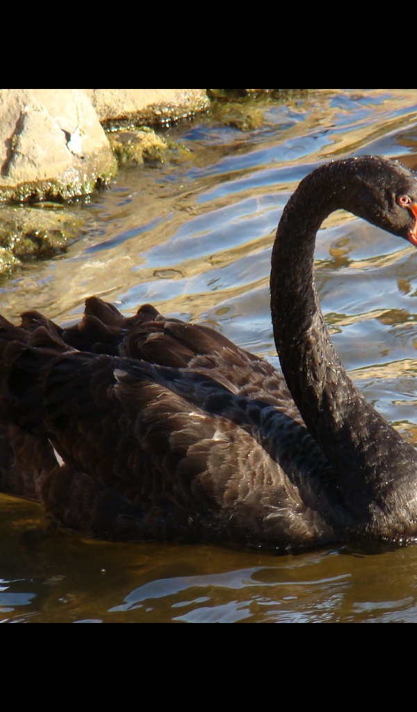 Black Swan - HD Wallpaper 